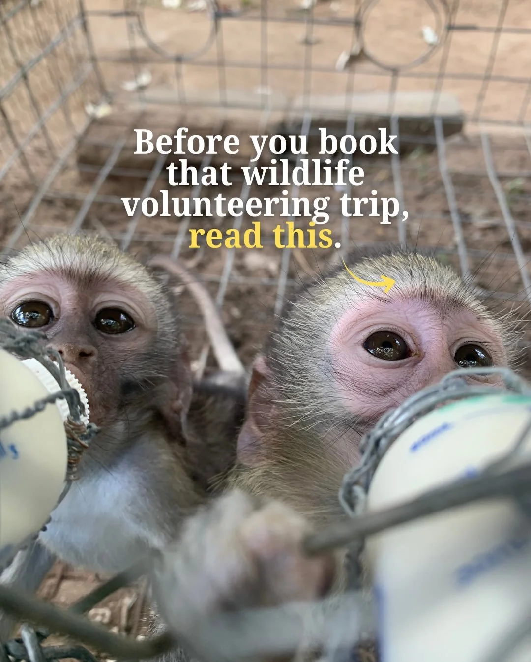 Some things I want you to keep in mind about international wildlife volunteering 🦋

By popular demand, I&rsquo;ll be using January to share as much insight as possible about wildlife volunteering! The ethics, the practicality, and the things I wish 