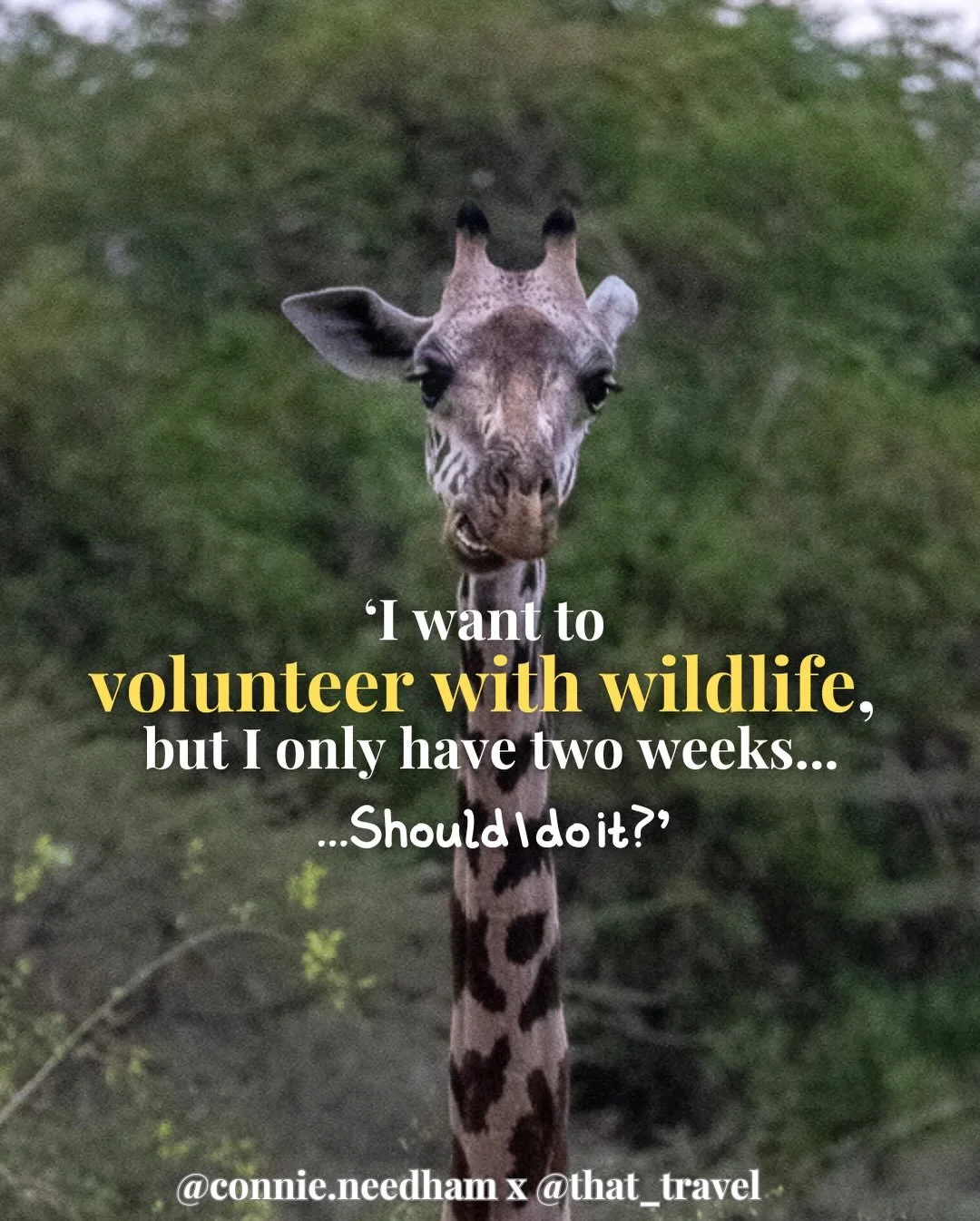 Can volunteering short-term with wildlife ever be helpful? 💭

We&rsquo;re not saying &lsquo;short-term wildlife volunteering is always bad&rsquo;*, but we need to manage our expectations.

Short-term volunteering can be an important source of income