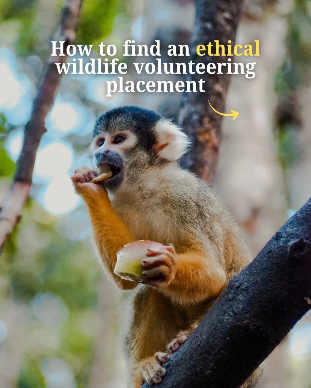 How to find ethical wildlife volunteering opportunities ✨🦋

As an additional note, I think one of the biggest things we need to change when it comes to wildlife volunteering is our expectations.

I know we want to be close to wildlife and to feel as