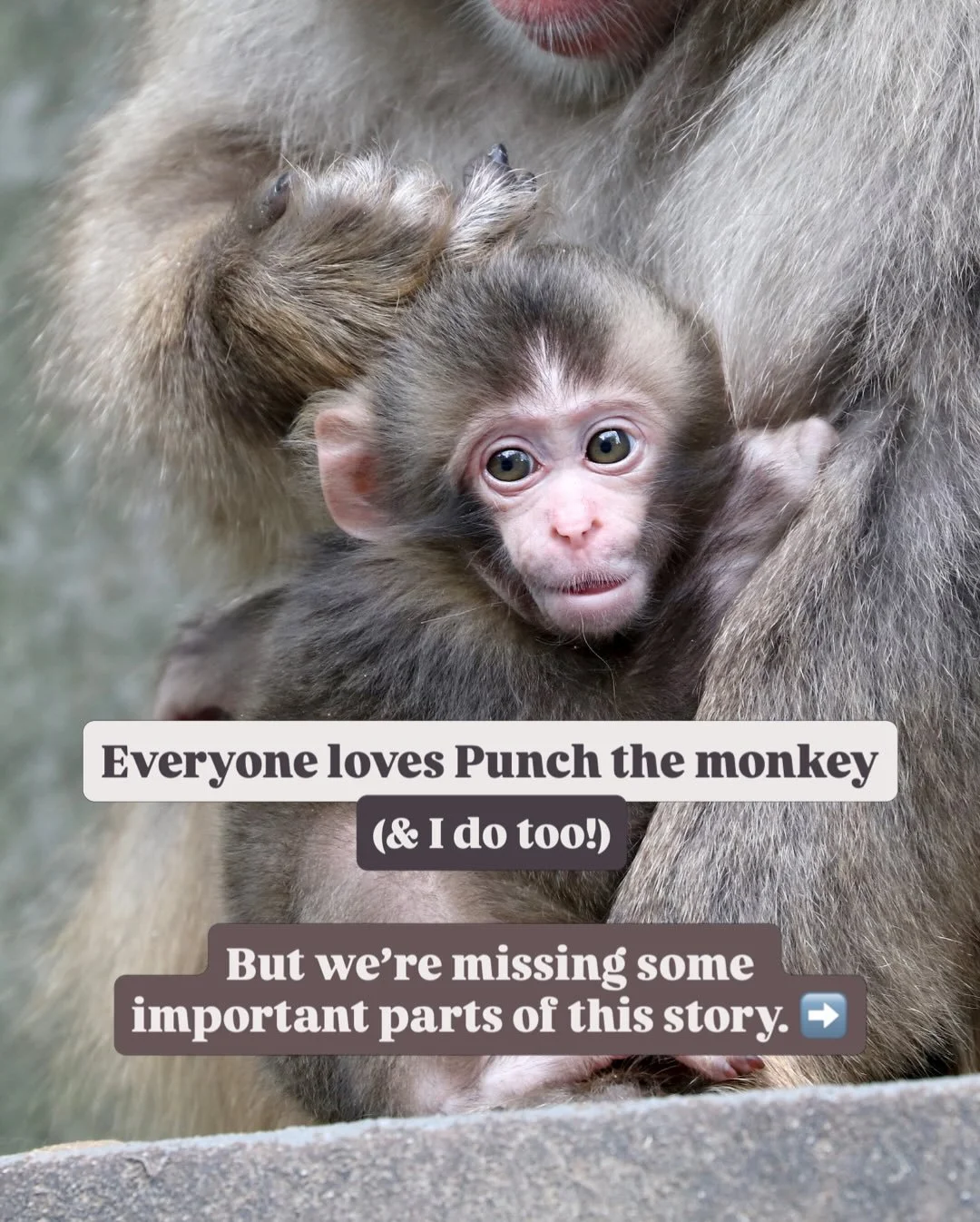 I&rsquo;ve been asked a few times what my take on Punch the monkey is - so here&rsquo;s what I&rsquo;ve been thinking the past week while his story has gone viral. 

The love we&rsquo;re seeing for Punch is truly beautiful. We just need to channel it