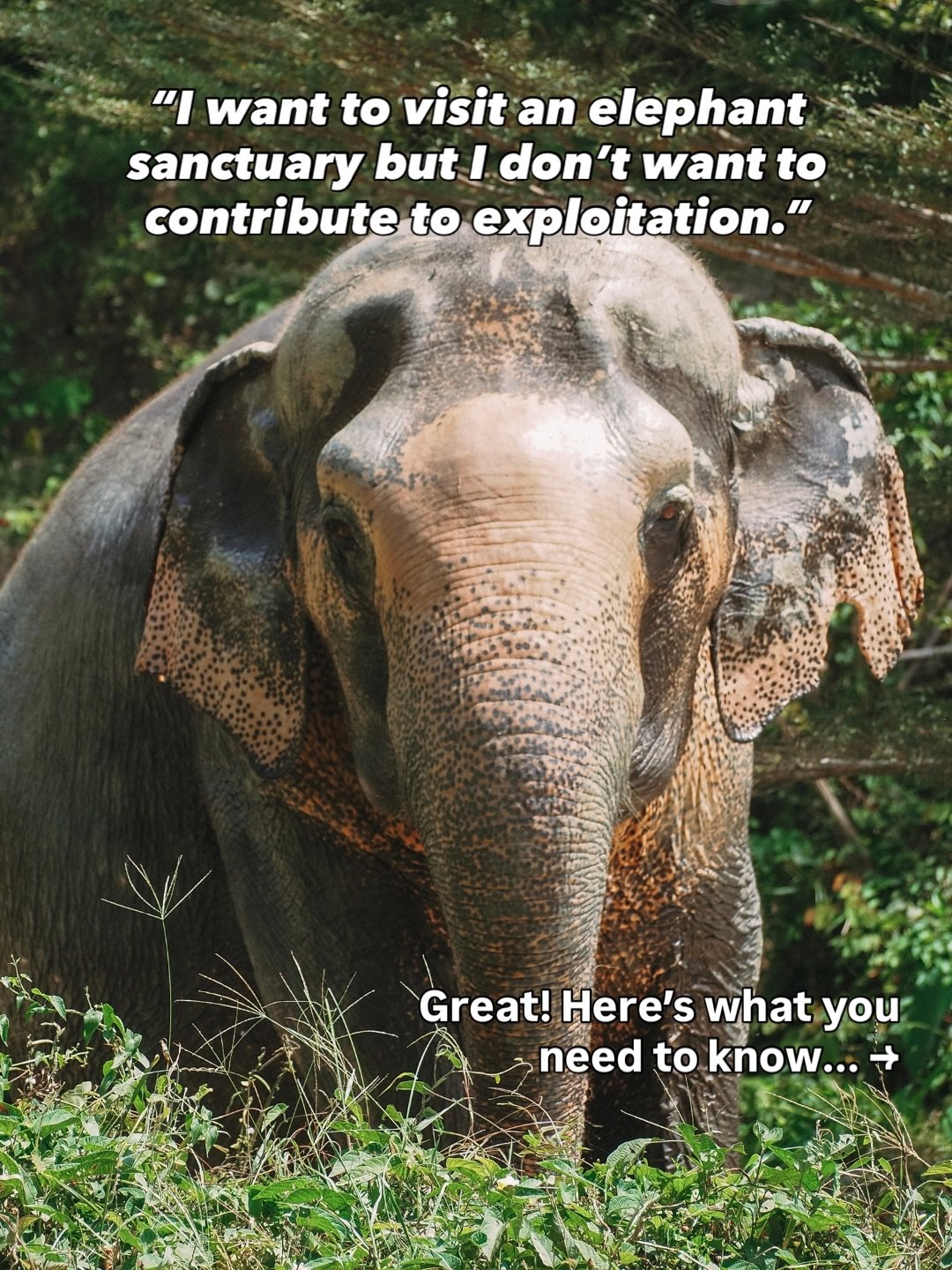 A brief overview of what I wish more tourists knew before visiting an elephant sanctuary. 🐘

I&rsquo;ve been to quite a few elephant sanctuaries and conservation facilities recently, and it&rsquo;s been really challenging. Not because the places I v