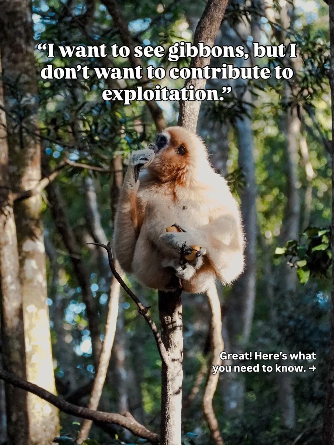 What I wish more people understood about Gibbon tourism. 💚🍃

Gibbons quickly became one of my favourite animals when I first saw them, and I&rsquo;ve been so lucky to see (or at least hear) them in the wild a few times now. And I&rsquo;m telling yo