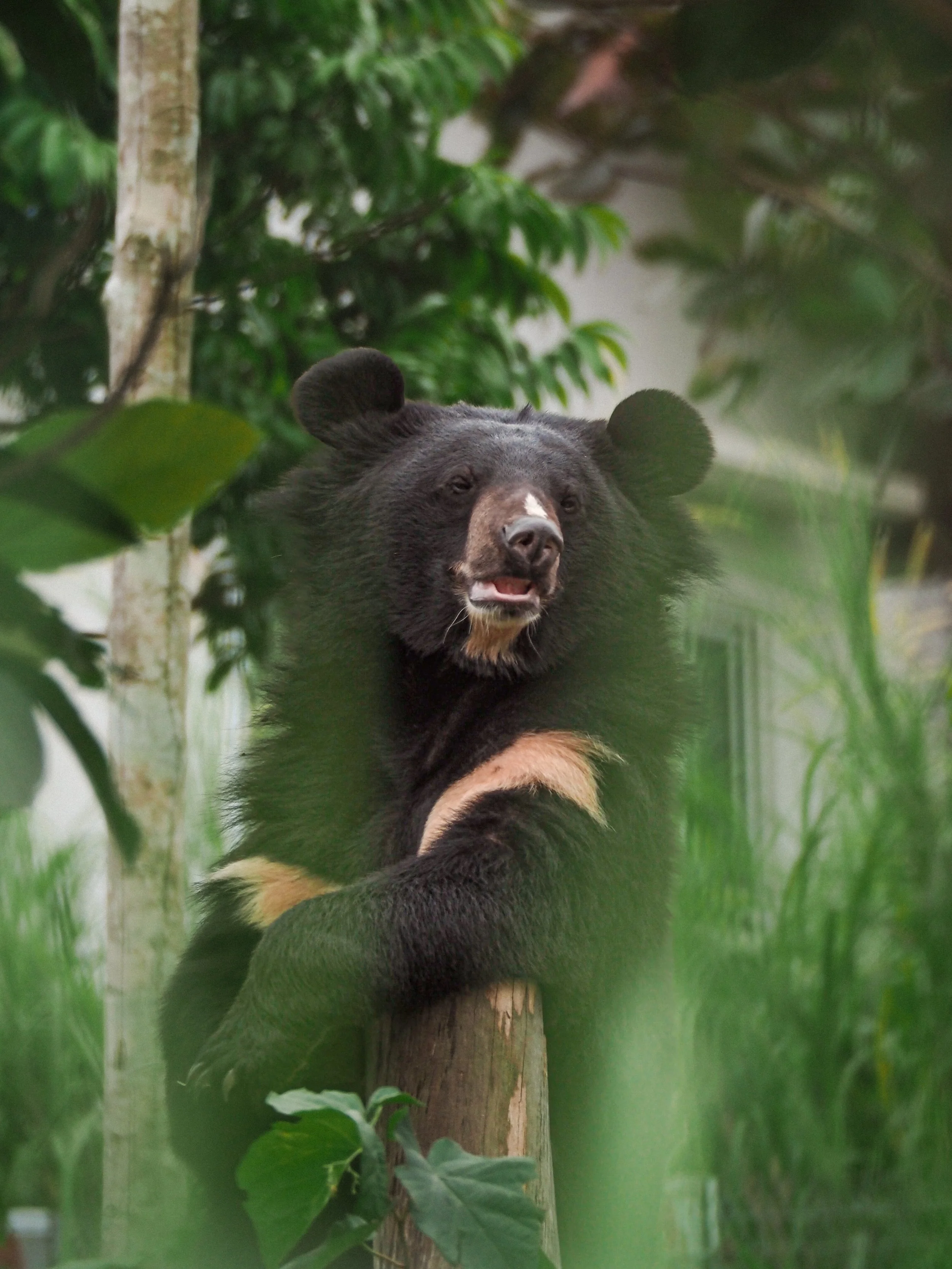 The Bear Sanctuary