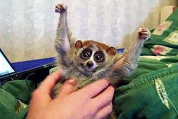 0617.slowloris.sonya-tickles.jpeg