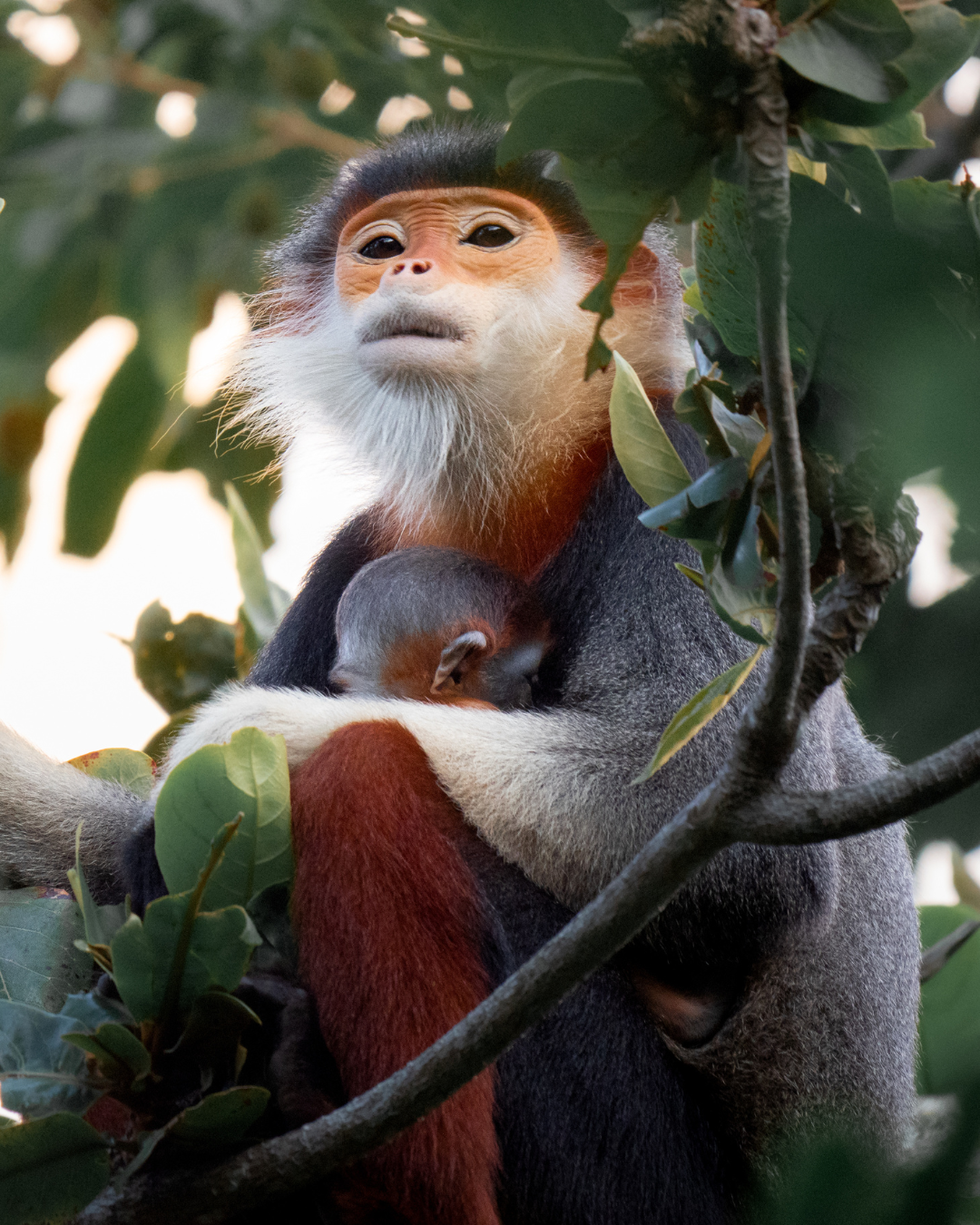 Queen of the Primates — project.wild
