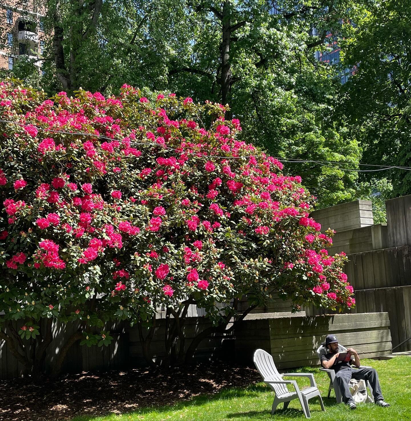 She is blooming! Our favorite rhododendron tree within Seneca Plaza has finally sprouted. Come for a stroll to see it and enjoy the various, Spring blooms throughout the Park. 🌺