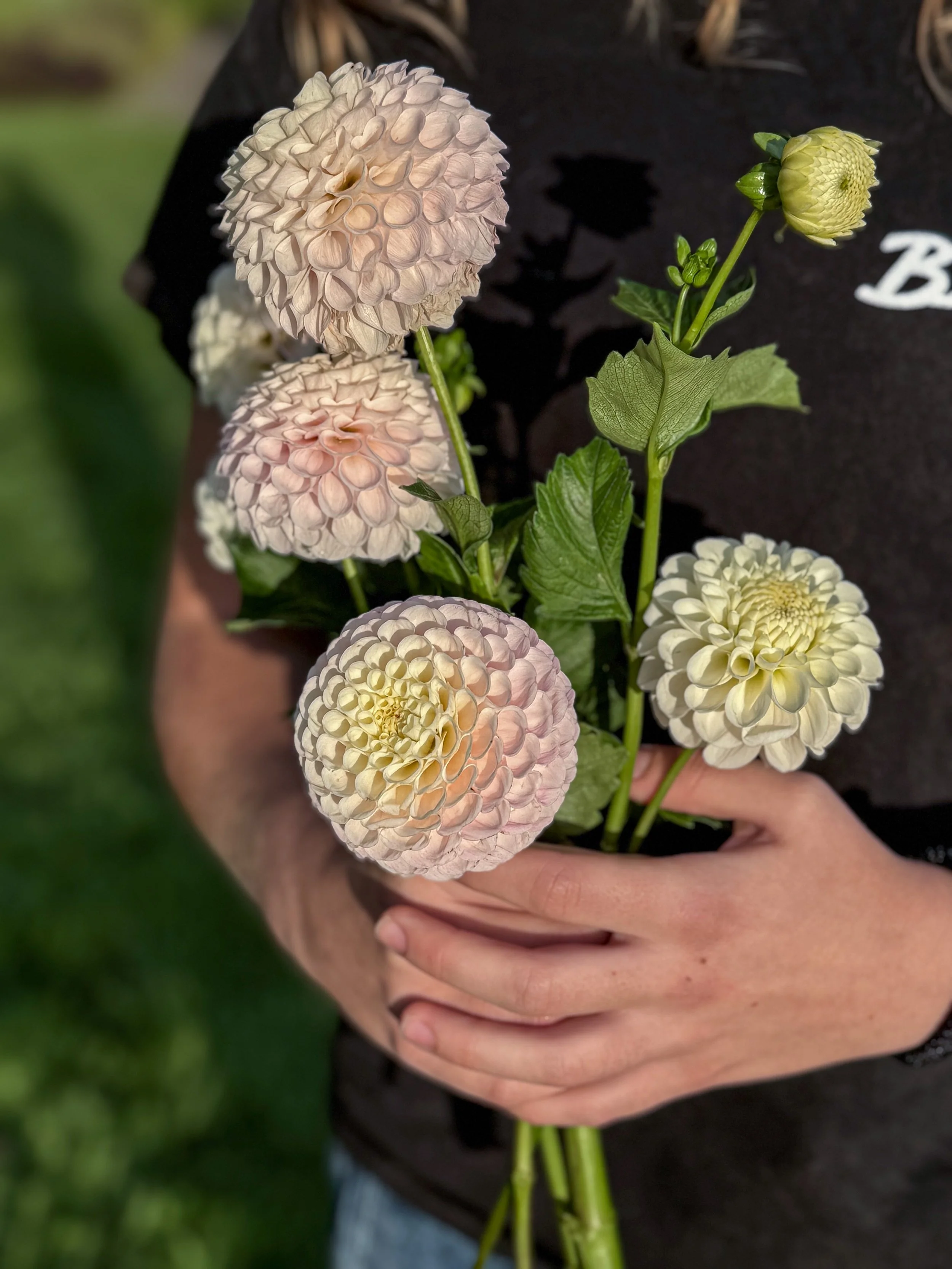 Dahlia Tuber: '20th Avenue Memory'