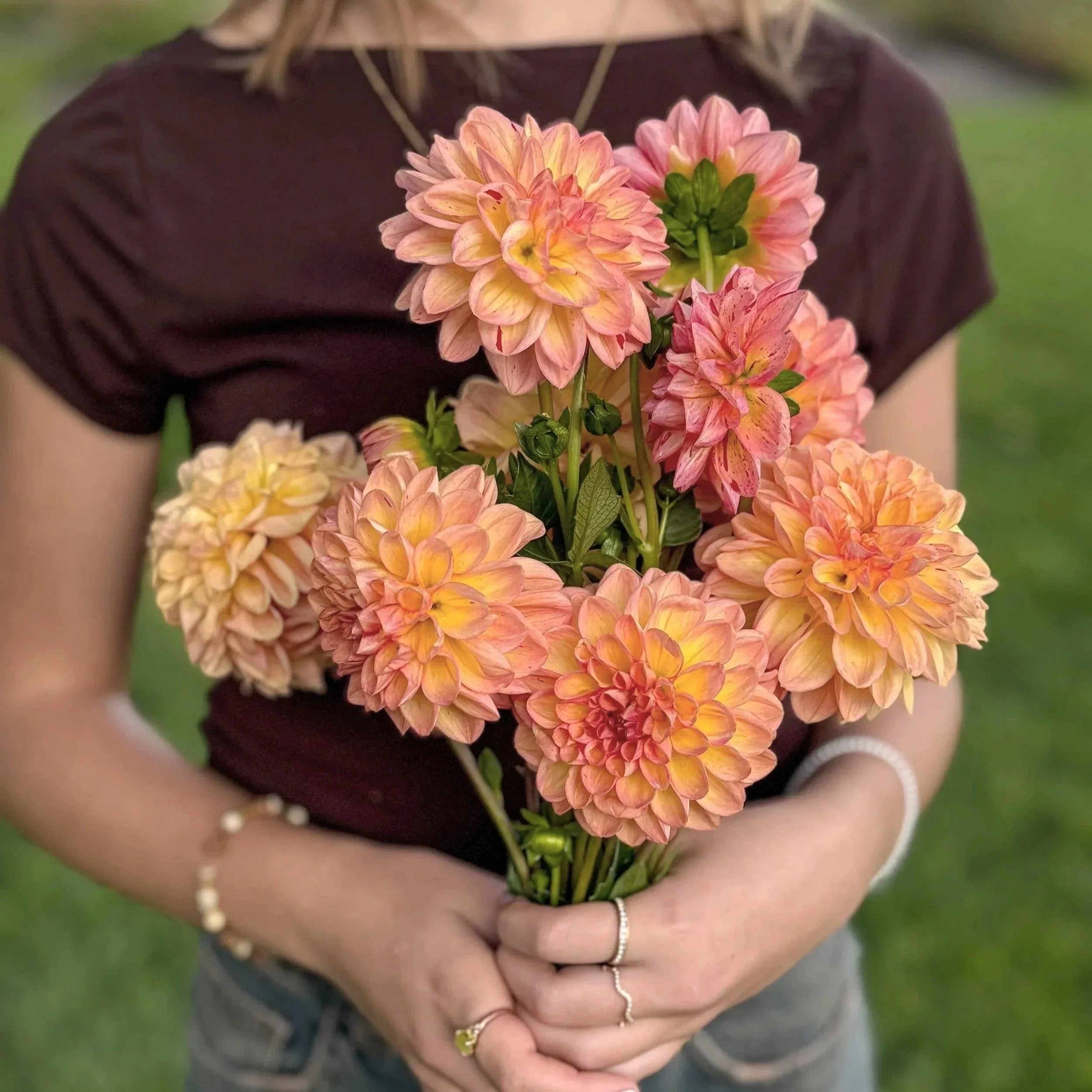 Dahlia Tuber: Lark's Ebbe