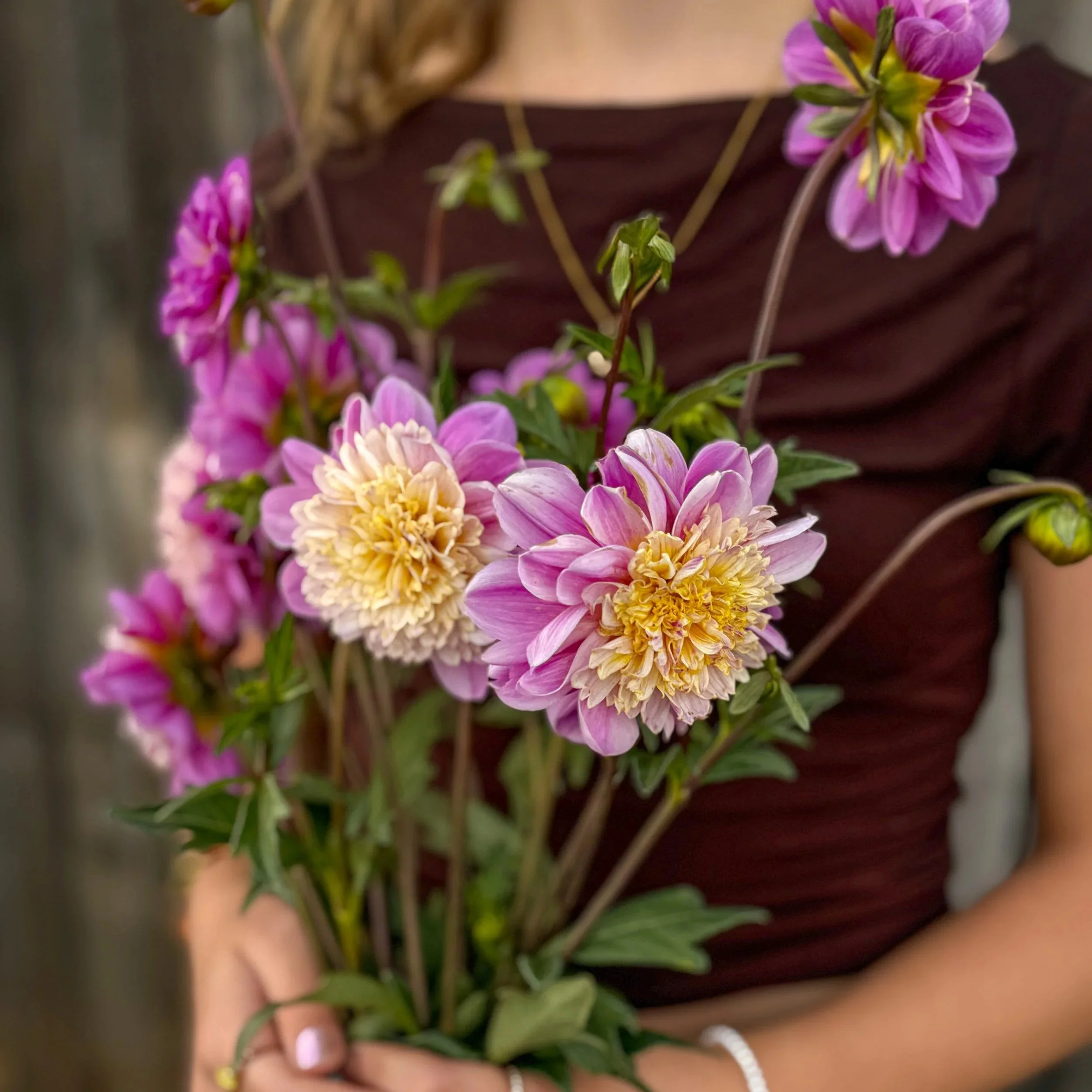 Dahlia Tuber: Take Off