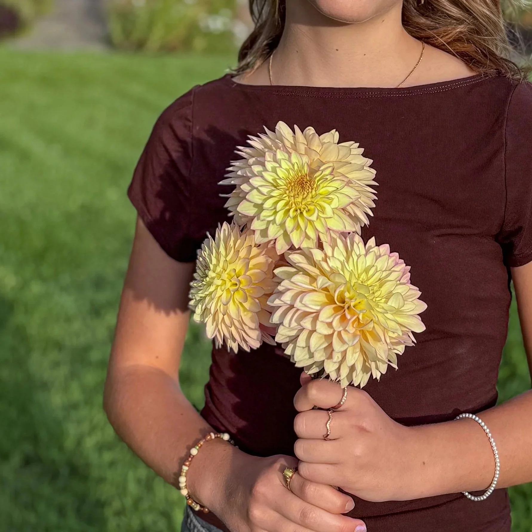 Dahlia Tuber: Bloomquist Blush