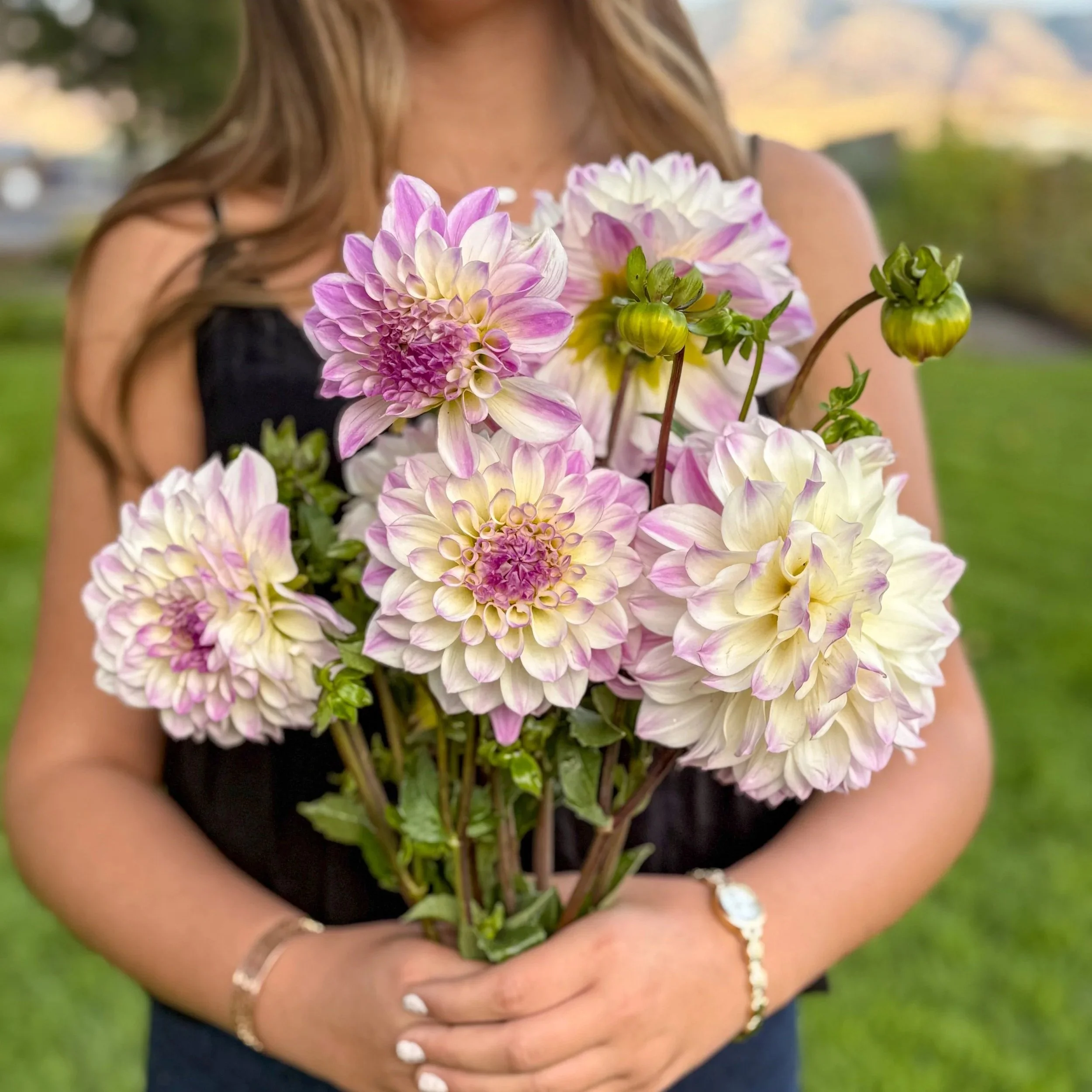 Dahlia Tuber: Hapet Blue Eyes