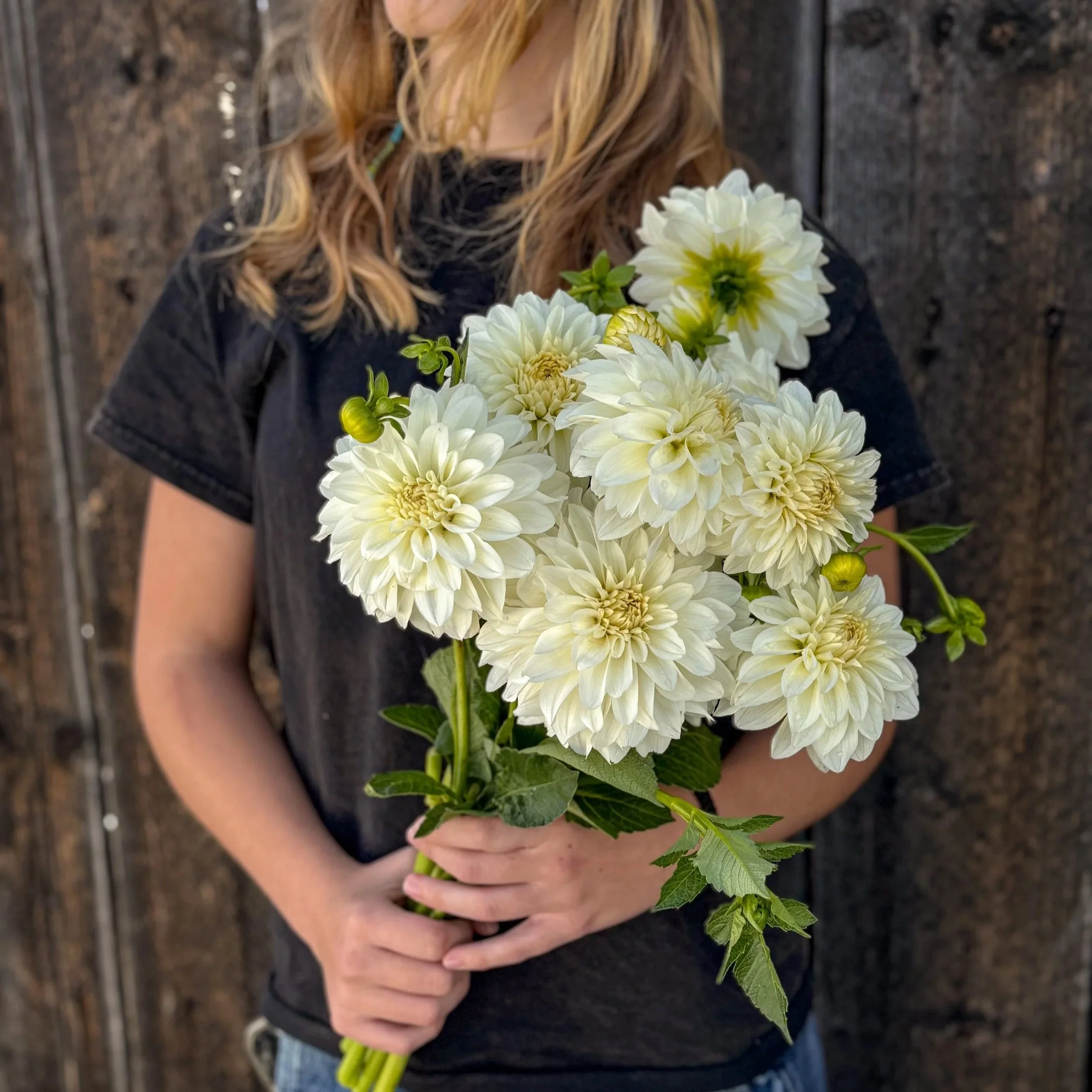 Dahlia Tuber: Center Court