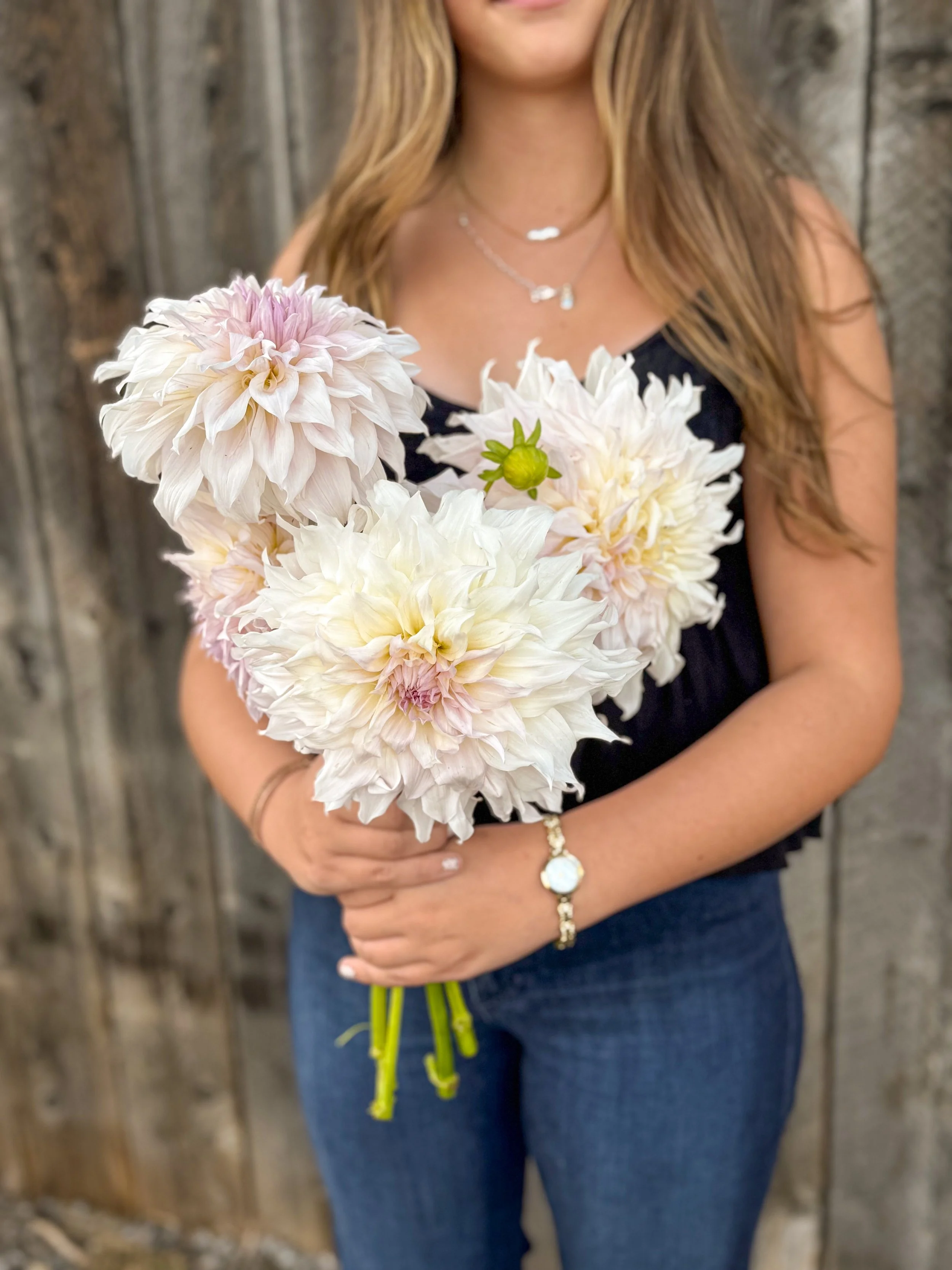 Dahlia Tuber: Cafe au Lait