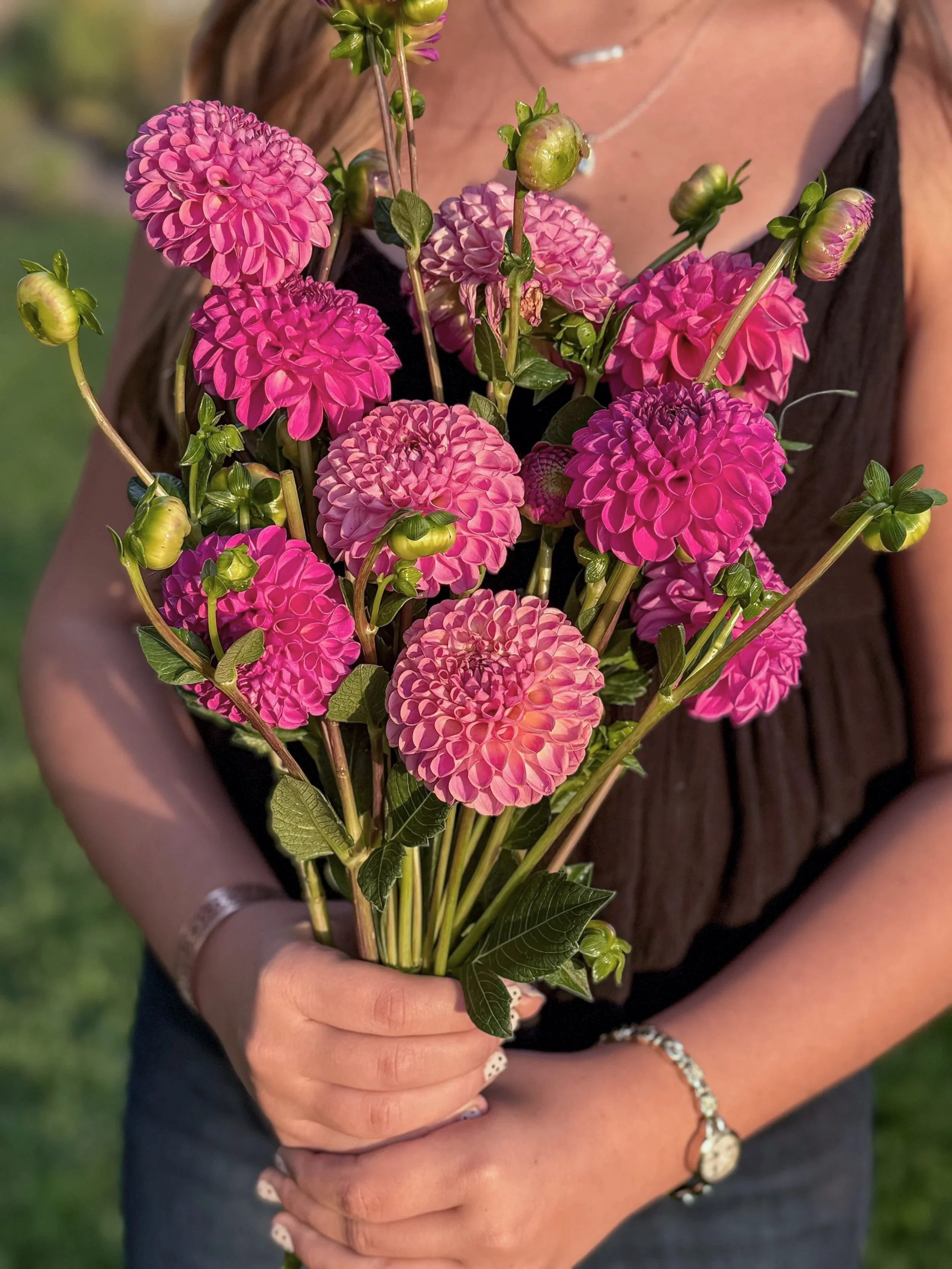 Dahlia Tuber: Caitlin's Joy