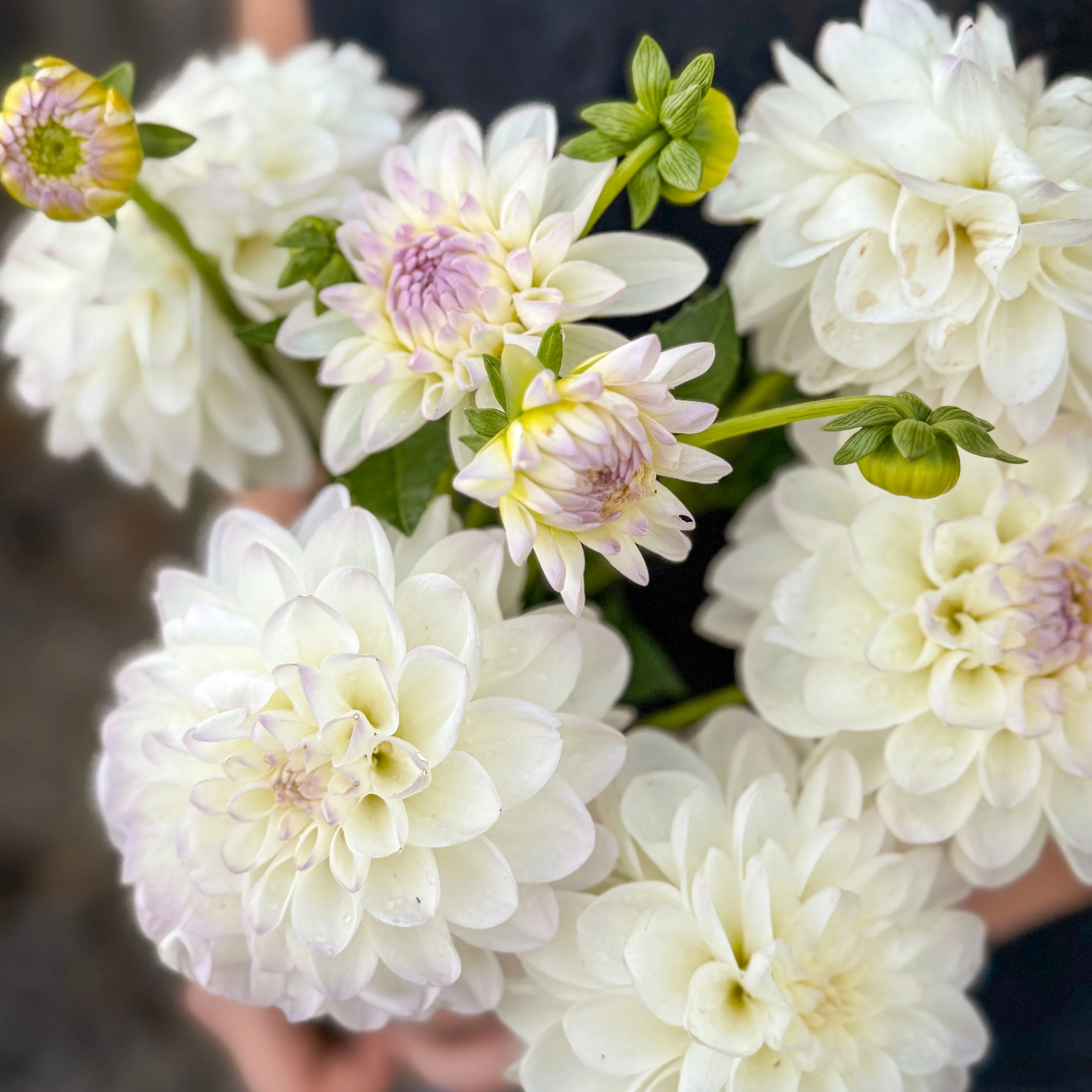 Dahlia Tuber: Eveline