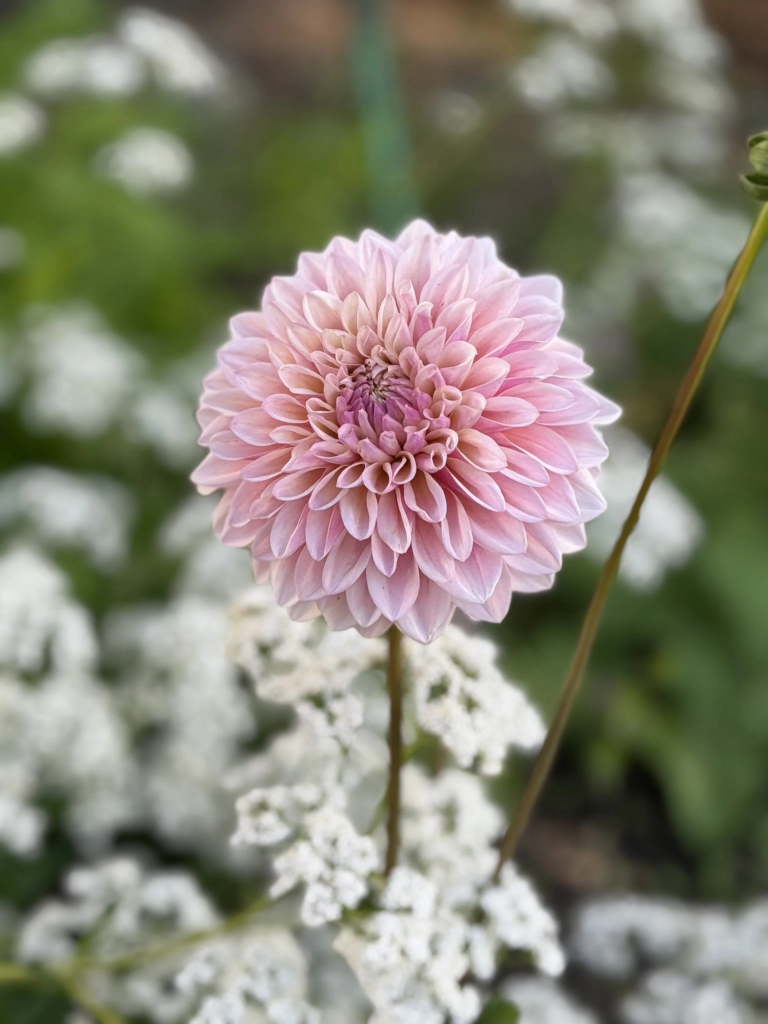 Dahlia Tuber: Coralie