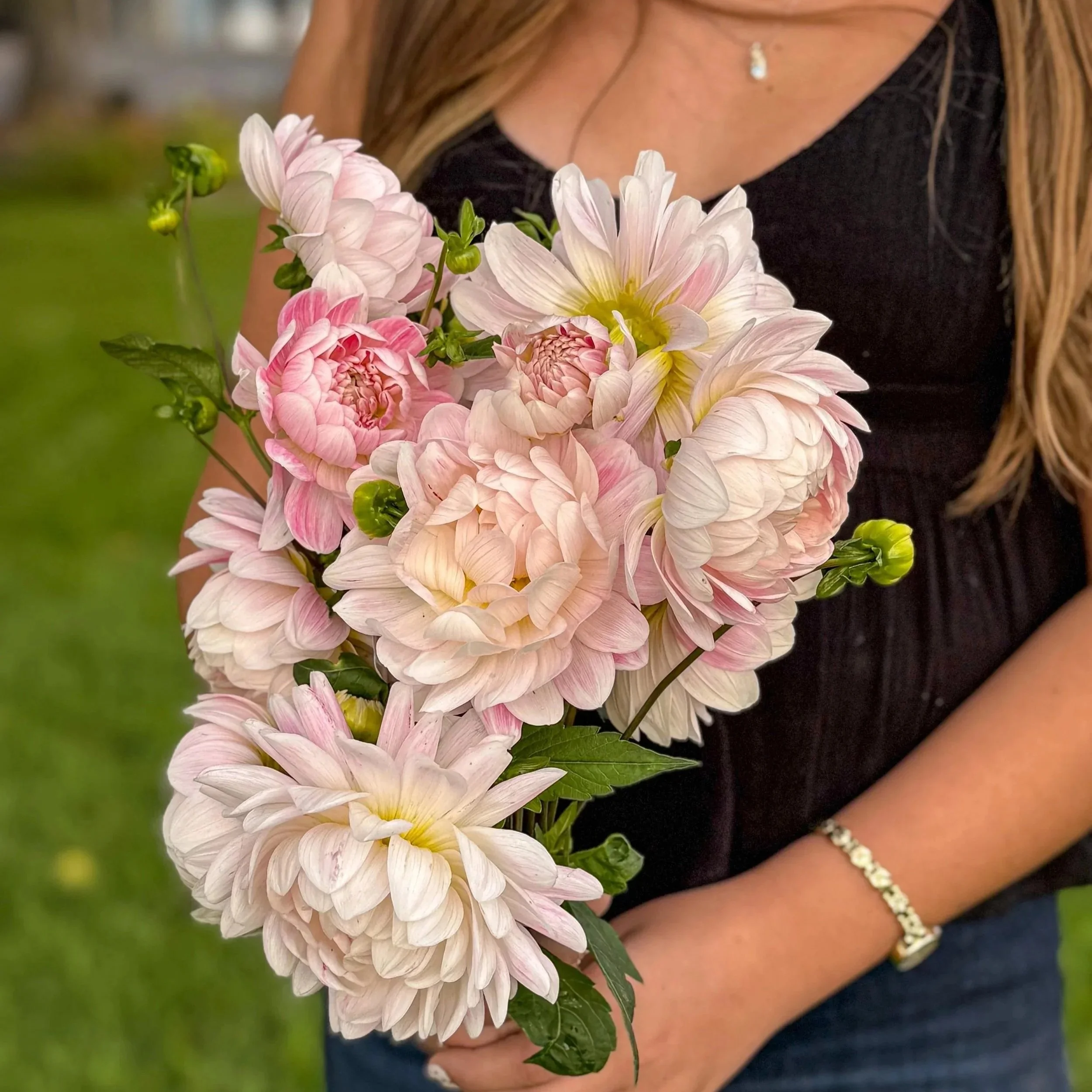 Dahlia Tuber Sale NOW OPEN!