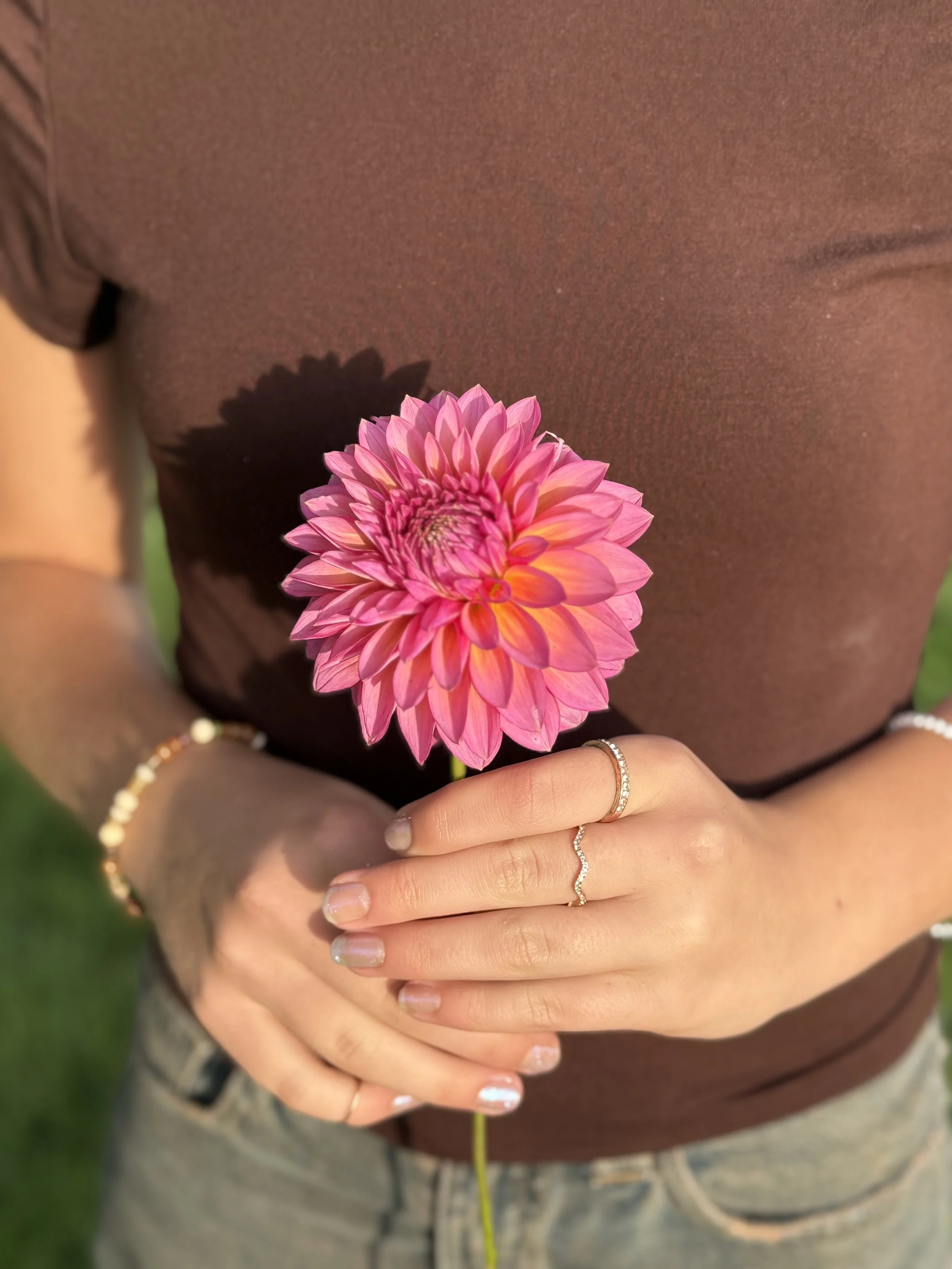 Dahlia Tuber: Bloomquist Mojo