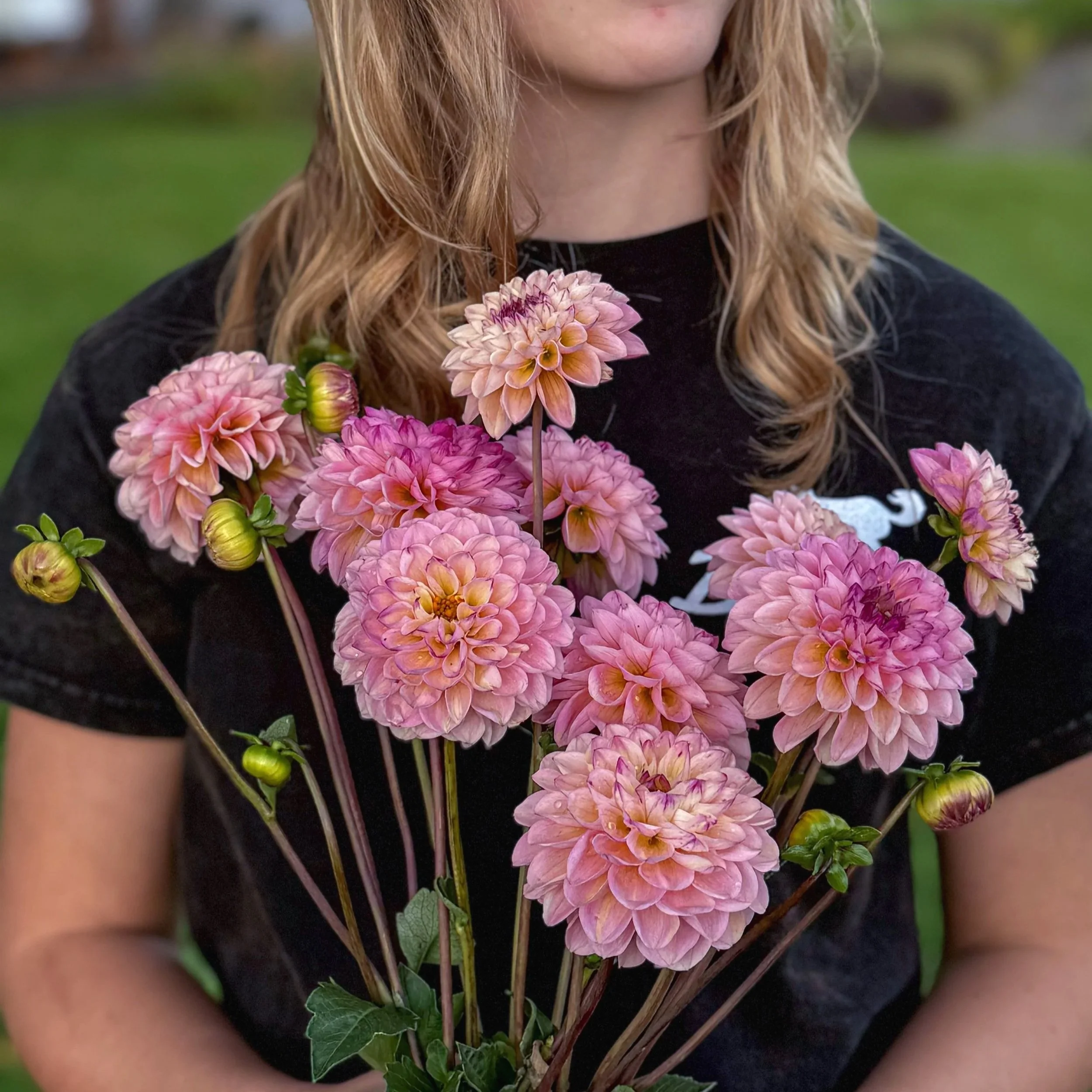 Dahlia Tuber: Wine Eyed Jill