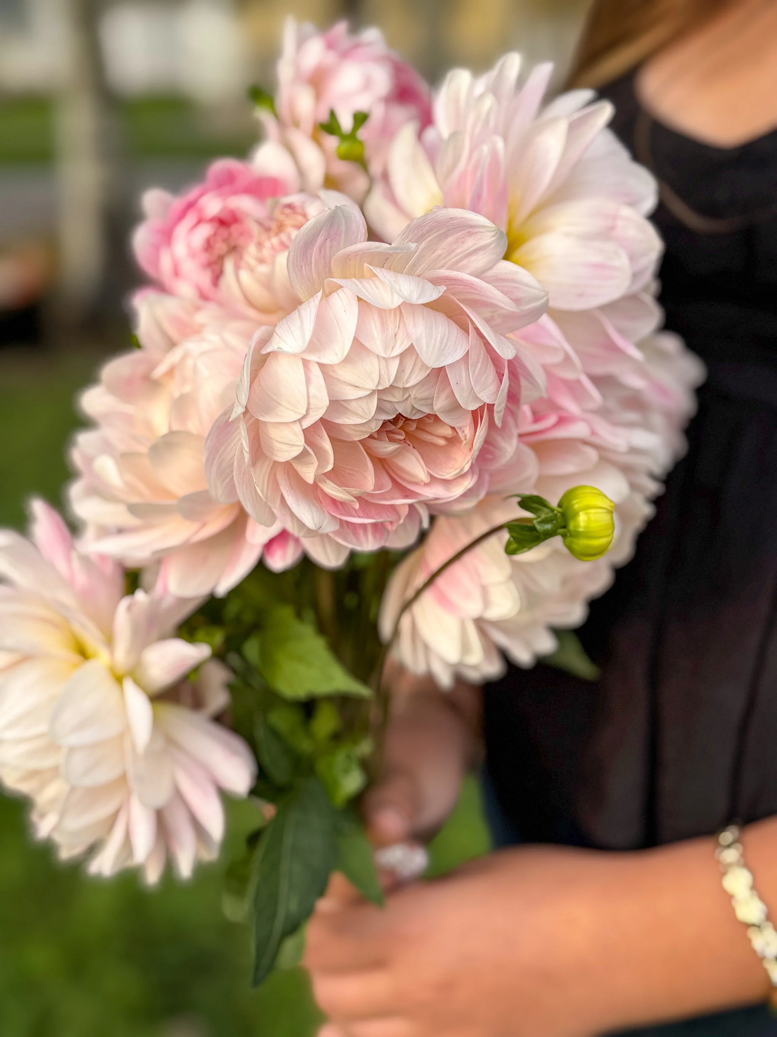 Dahlia Tuber: Kelgai Ann