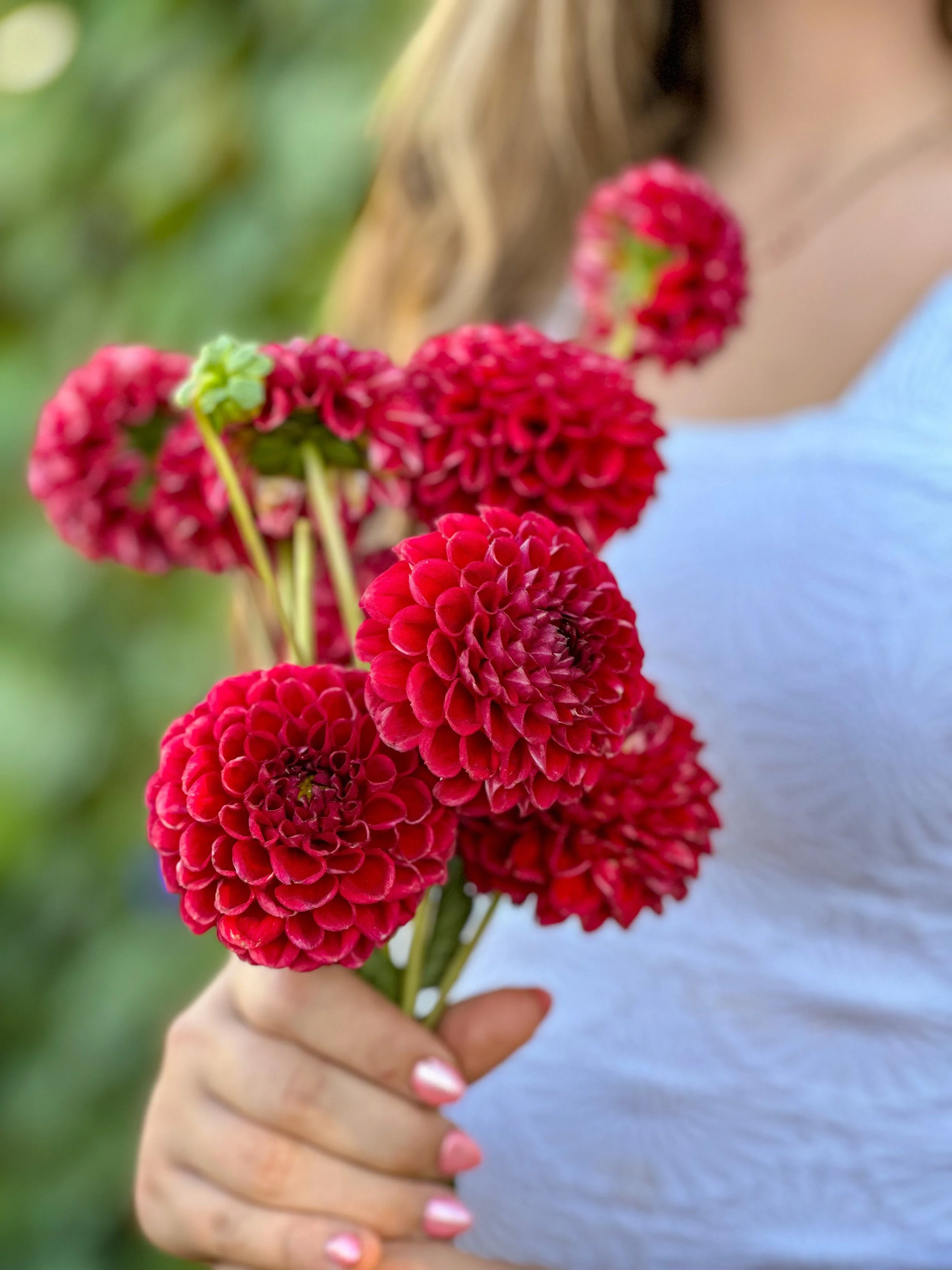 Dahlia Tuber: Brown Sugar