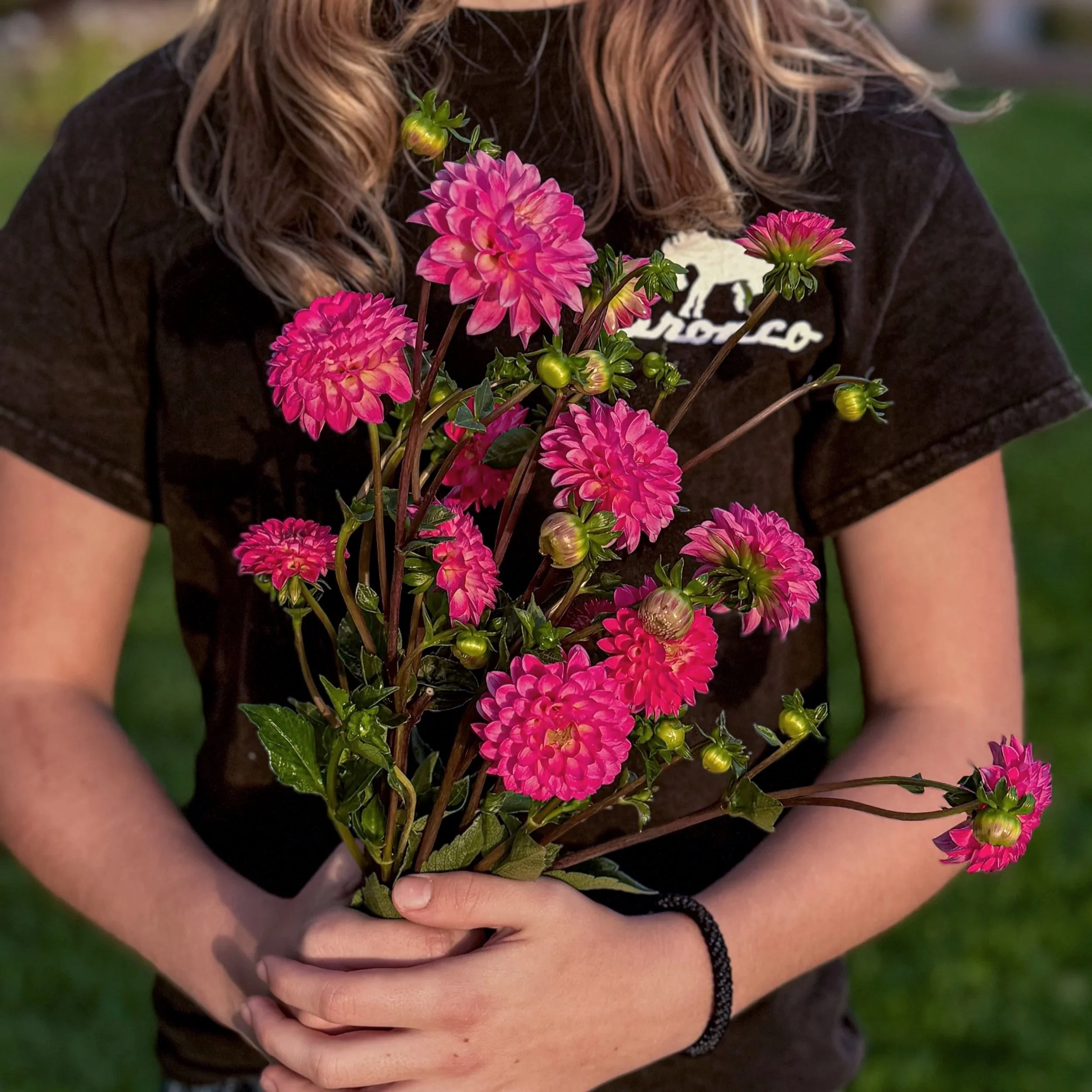 Dahlia Tuber: Fatima