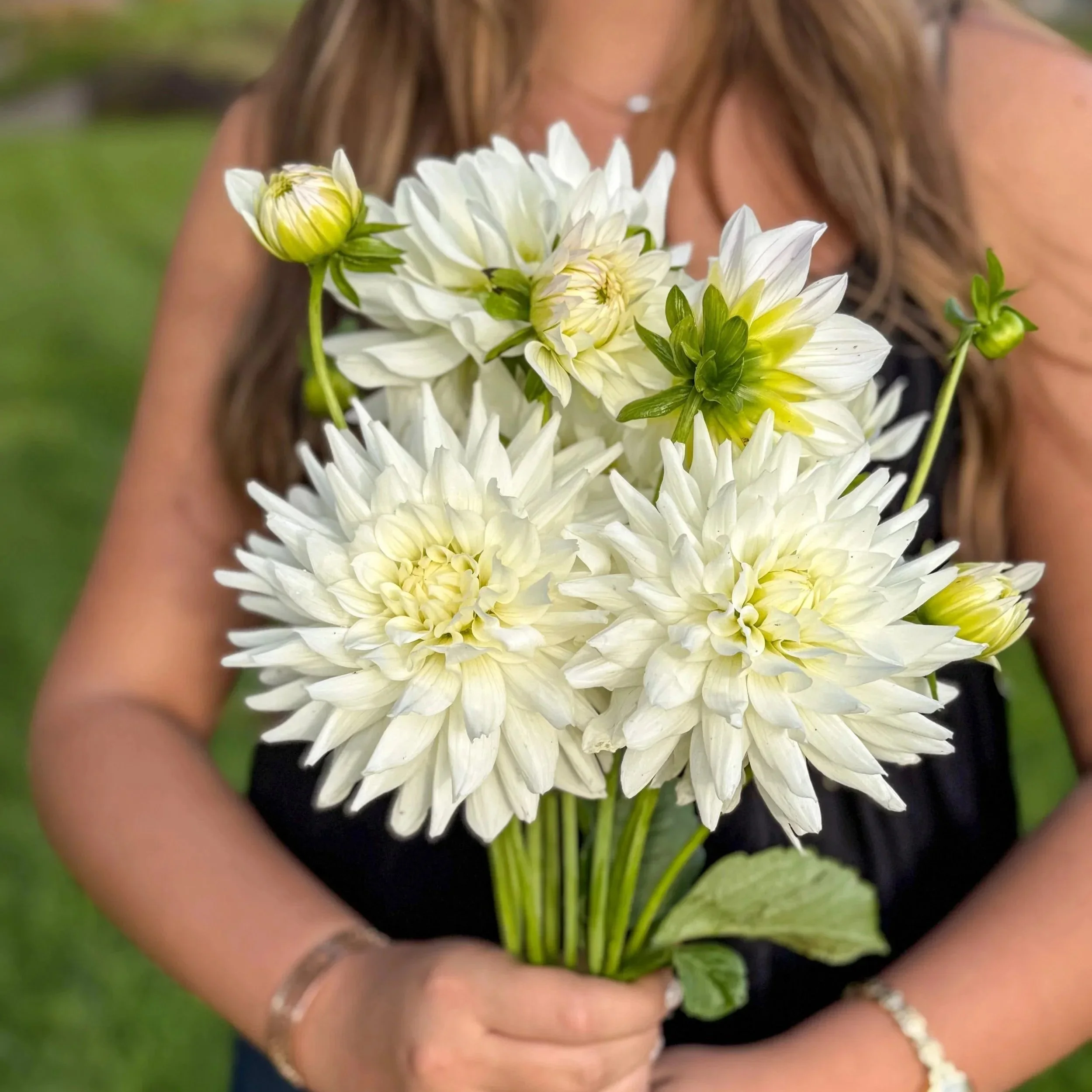 Dahlia Tuber: Ferncliff Starlight