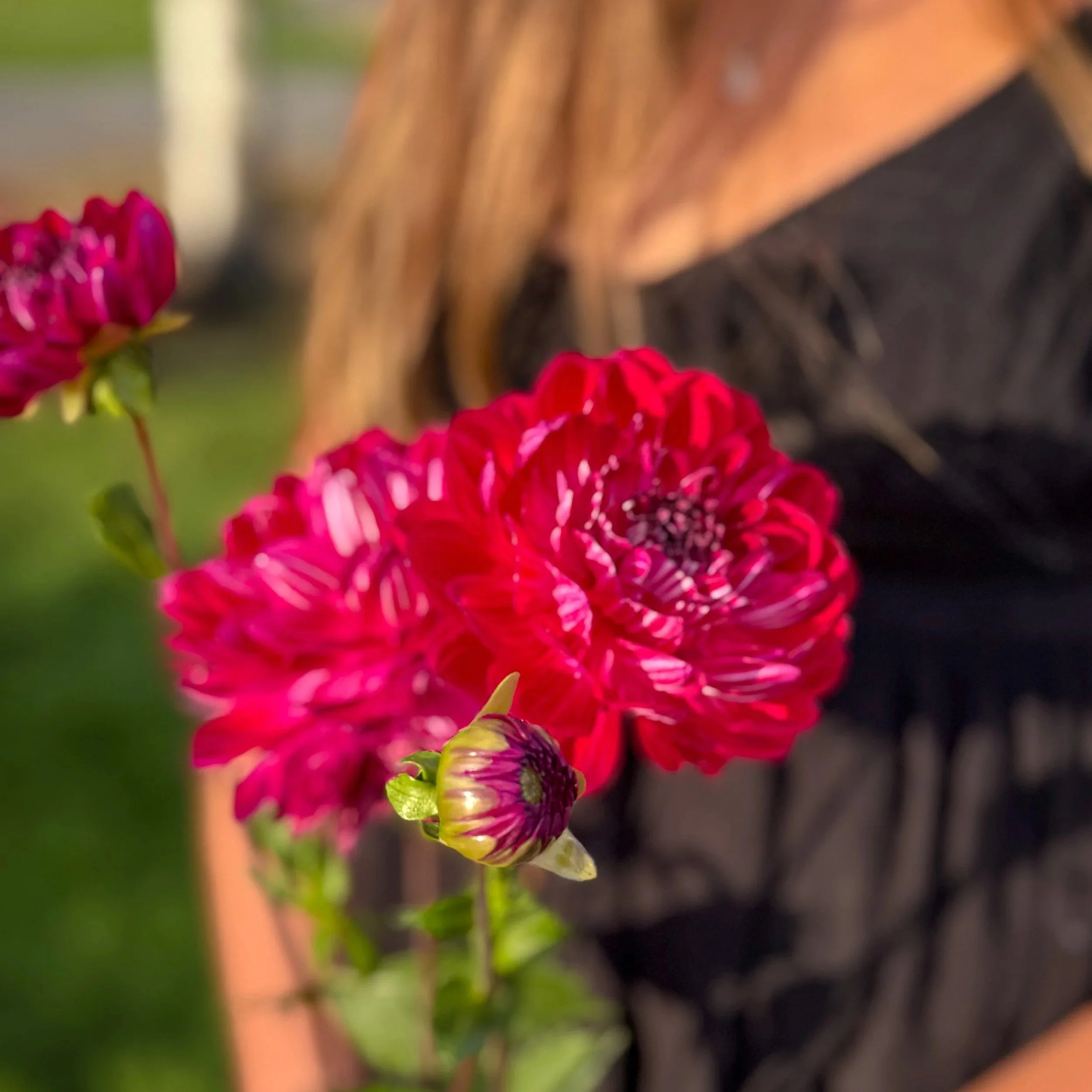 Dahlia Tuber: Sandia Bertha