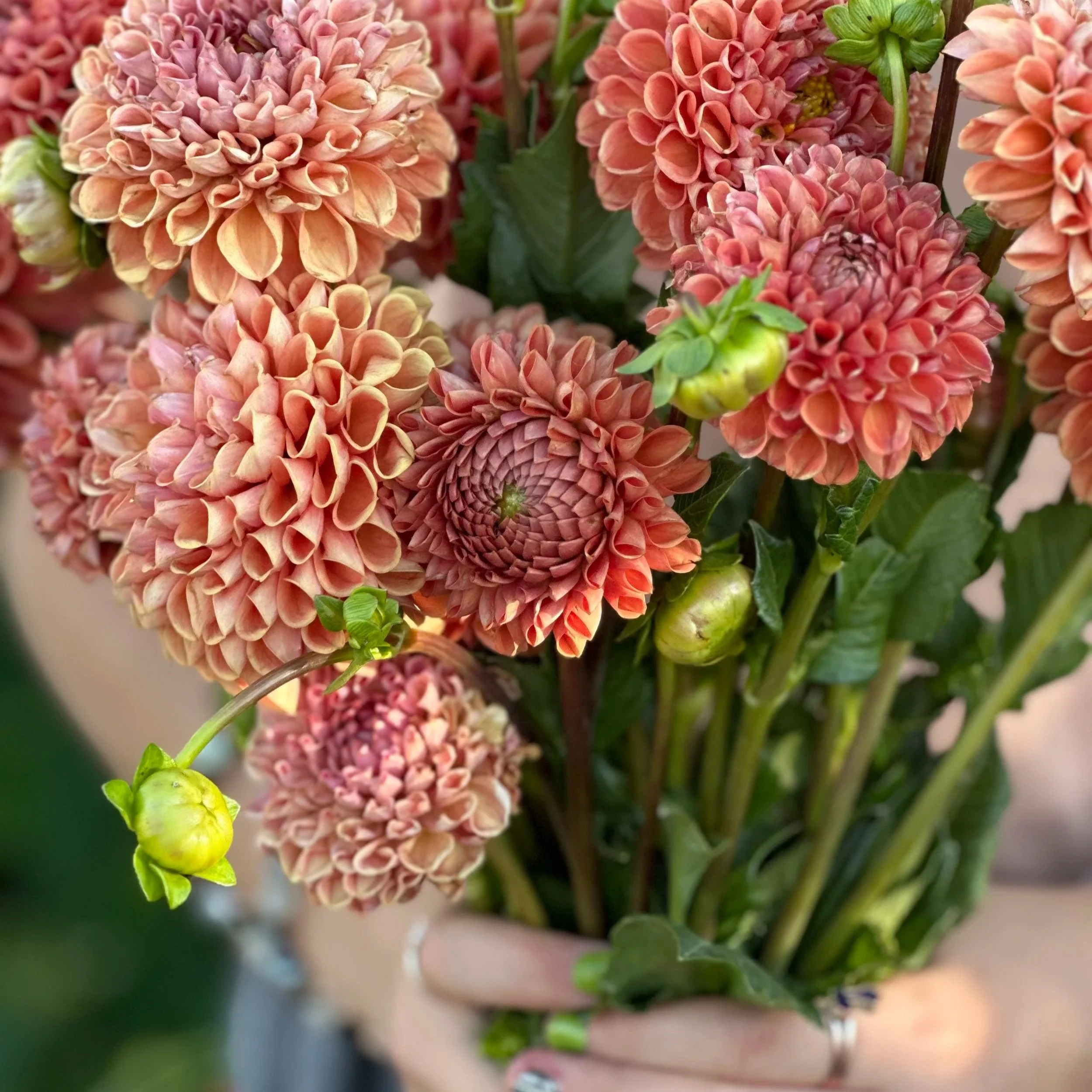 Dahlia Tuber: Cornel Bronze