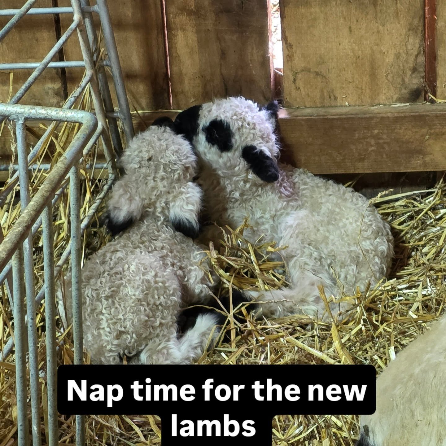 Brother and sister nap time.
#virginiafarm