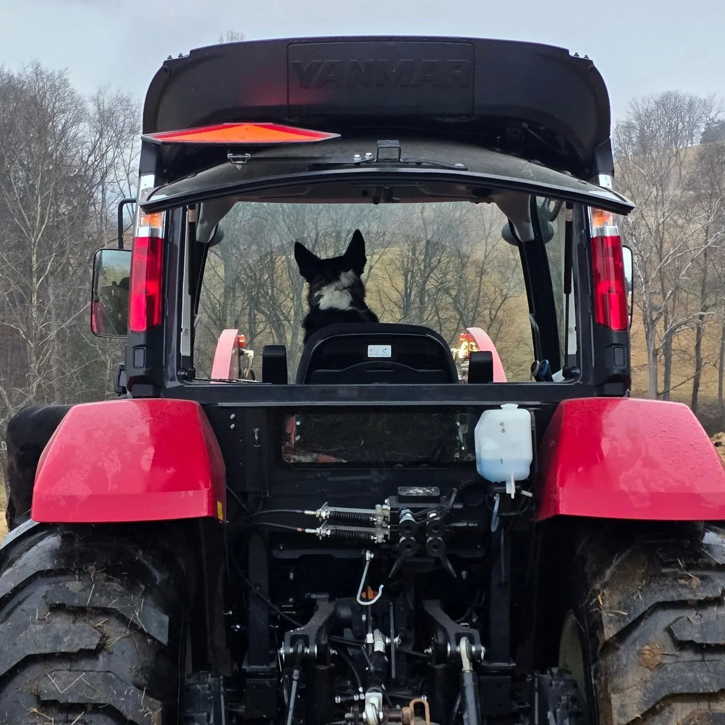 New equipment operator on the farm today.  Sally just delivered her first round bale to the cows and sheep.
#virginiafarm #bordercollie