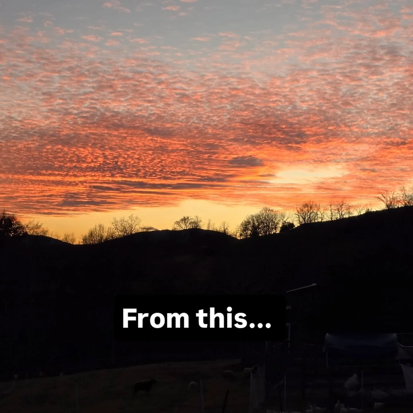 Amazing transformation last night in the Blue Ridge Mountains of Virginia.
#virginiafarm #rockbridgecountyva #shenandoahvalley