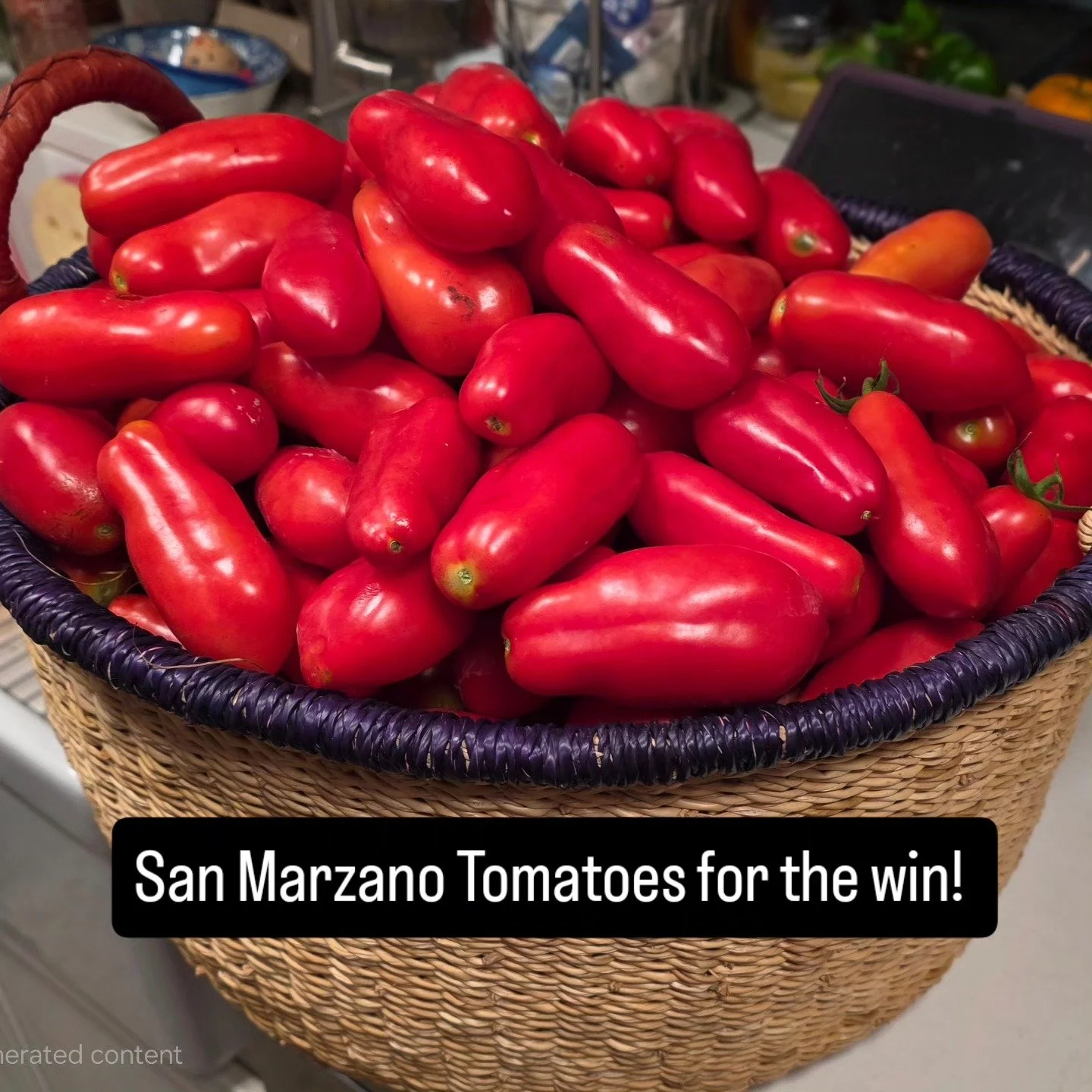 Our San Marzano tomatoes are starting to ripen, sauce and salsa time!