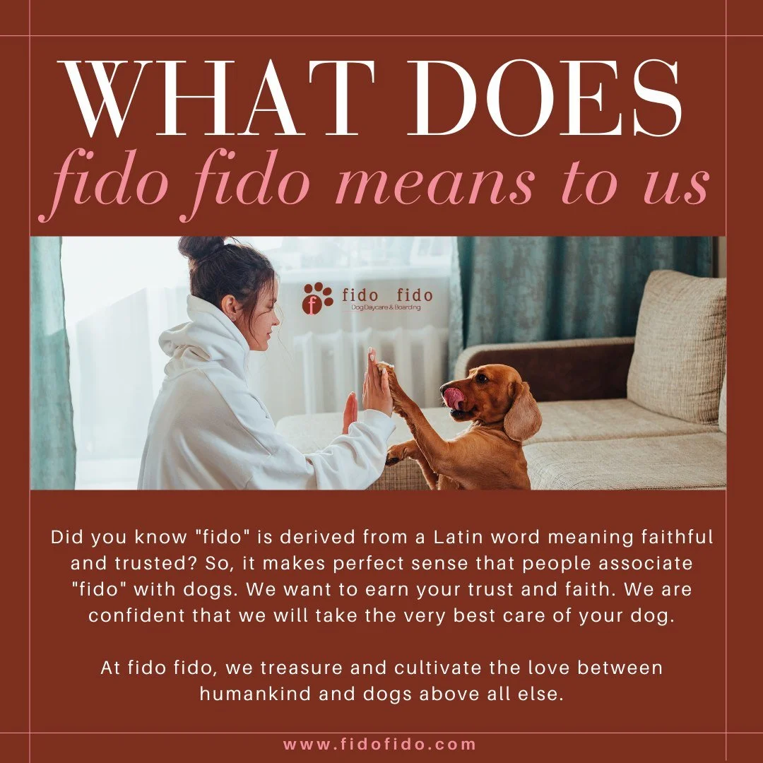 fido fido Dog Daycare and Boarding Sandy Springs,