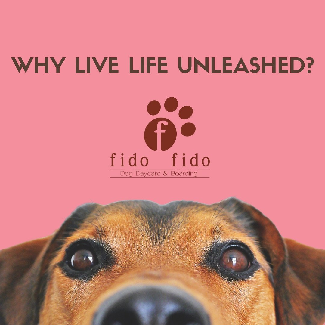 Why live life unleashed at fido fido ? 🐾 Because we do playcare better! 

Our small, energy-matched playgroups ensure safe, fun interactions that keep your dog engaged and happy all day long.

🐾 Book  their stay with us today at fidofido.com or thr