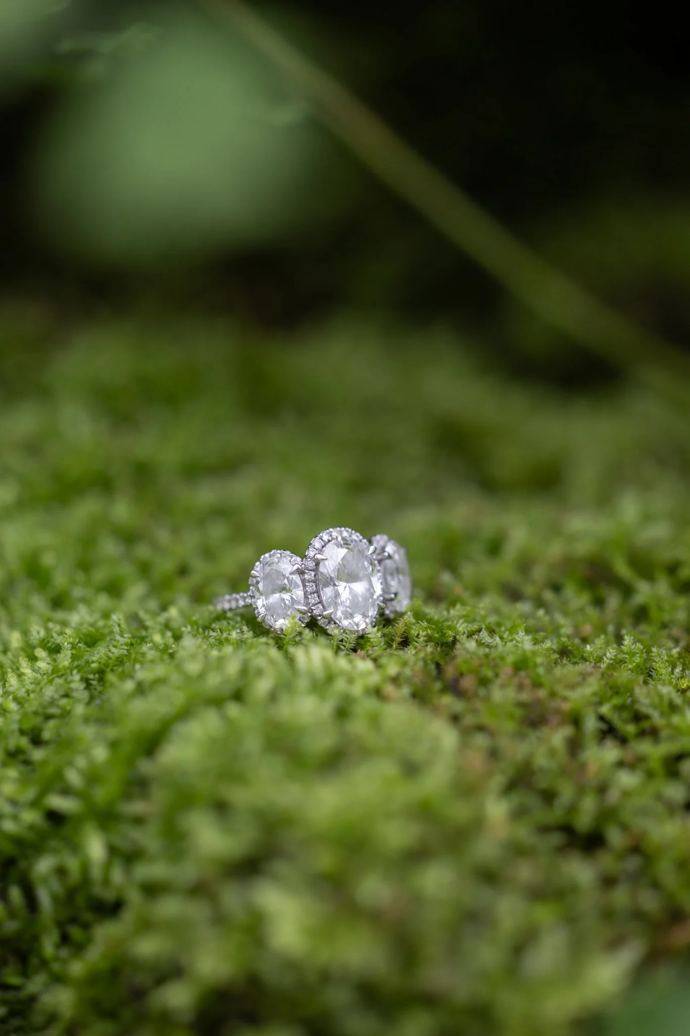 Colleen & Ben's Engagement Session @Garflield Park Conservatory-8.jpg
