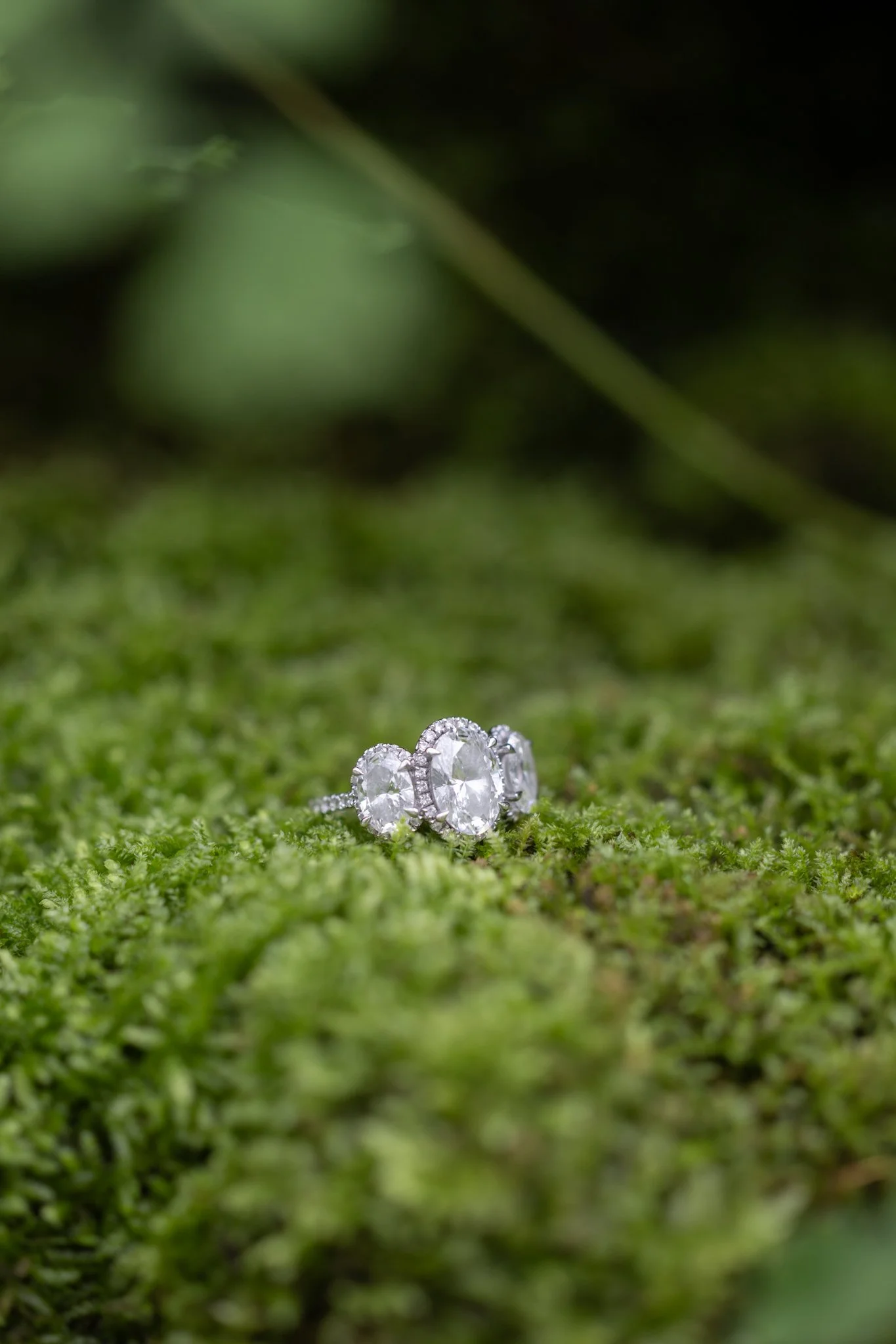 Colleen & Ben's Engagement Session @Garflield Park Conservatory-9.jpg