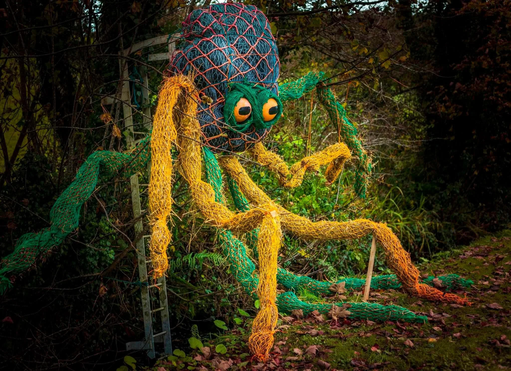 Octopus_2024