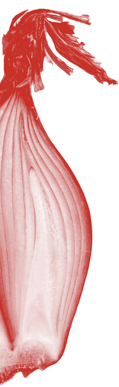 Shallot cut in half and tinted red