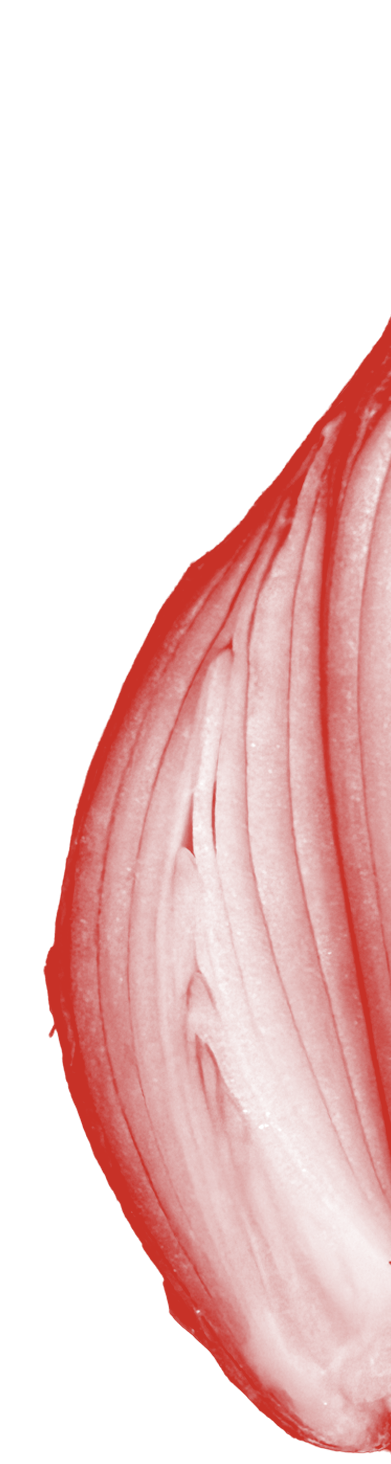 Shallot cut in half and tinted red