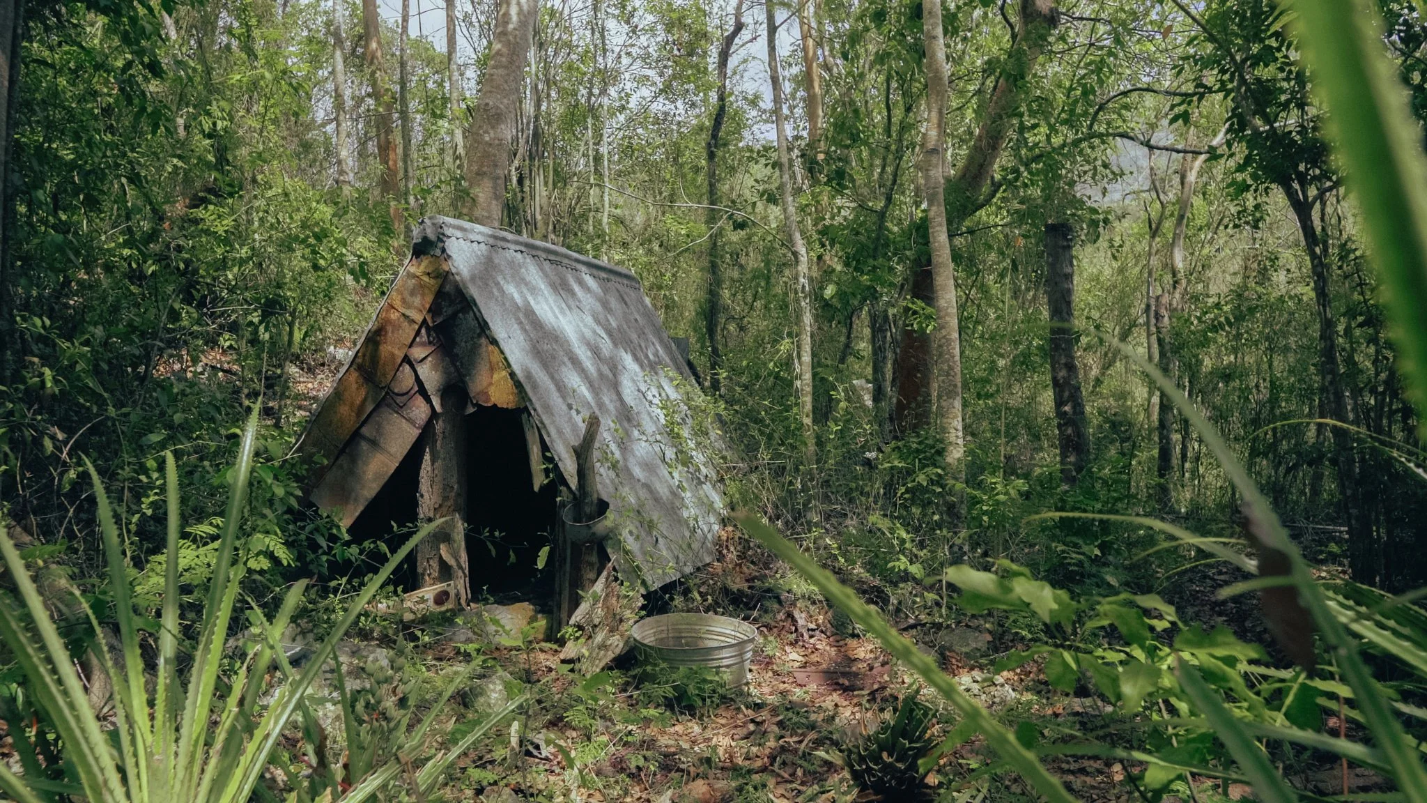 A weathered metal chicken coop nestled in dense green forest with tall trees and lush foliage, and a metal bucket on the ground nearby.