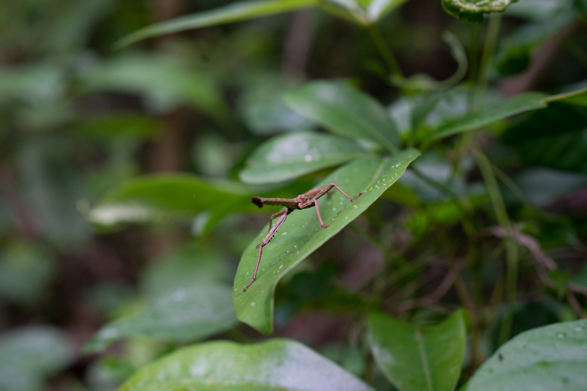 DSC00036.jpg