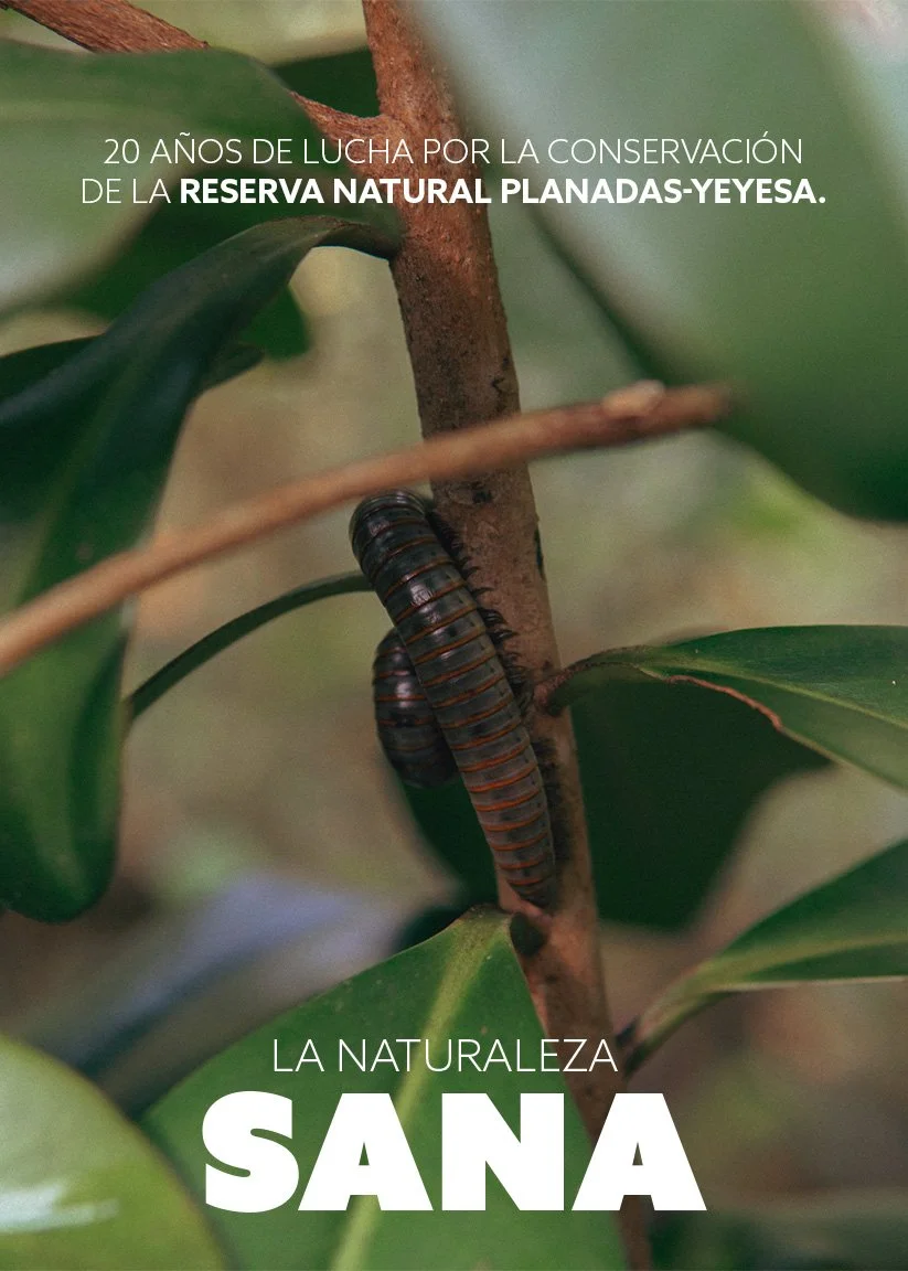 A photograph of a millipede on a tree branch among green leaves, with overlaid white text in Spanish, mentioning 20 years of conservation efforts at the Reserva Natural Planadas-Yeyesa and promoting natural health.
