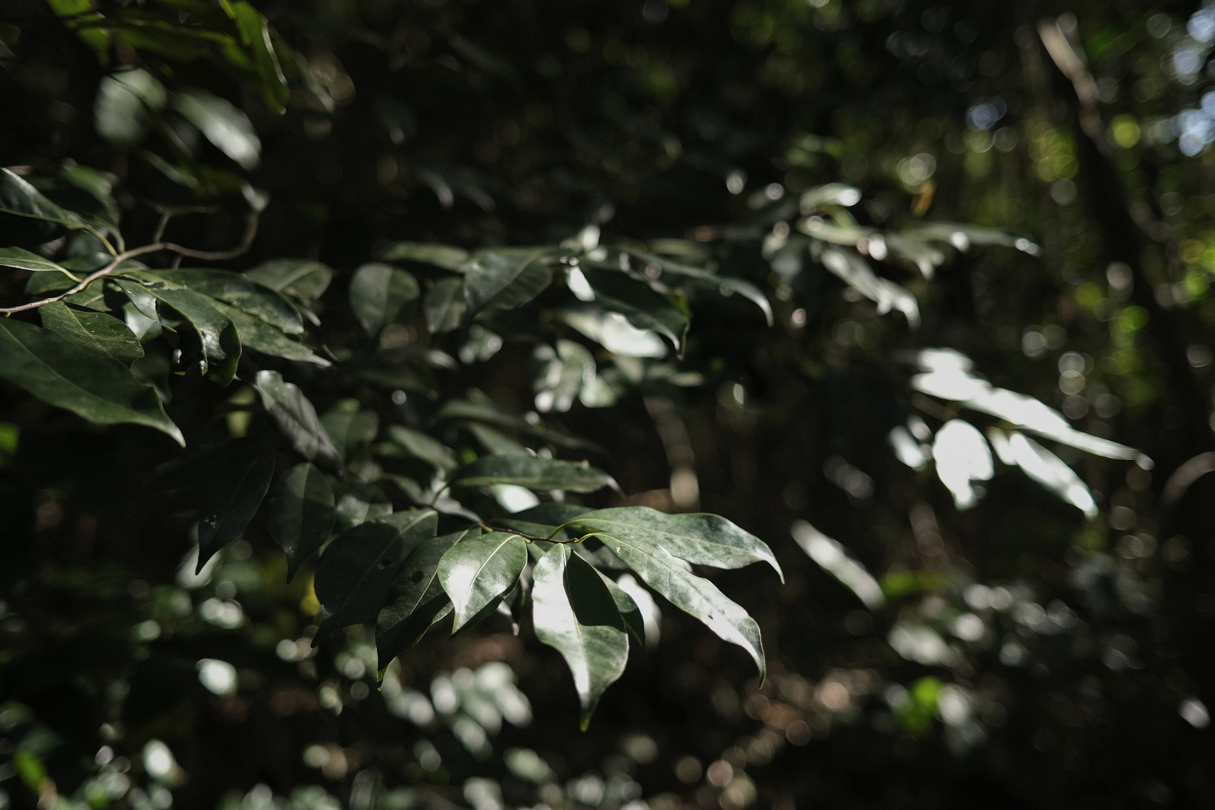 DSCF3074.jpg