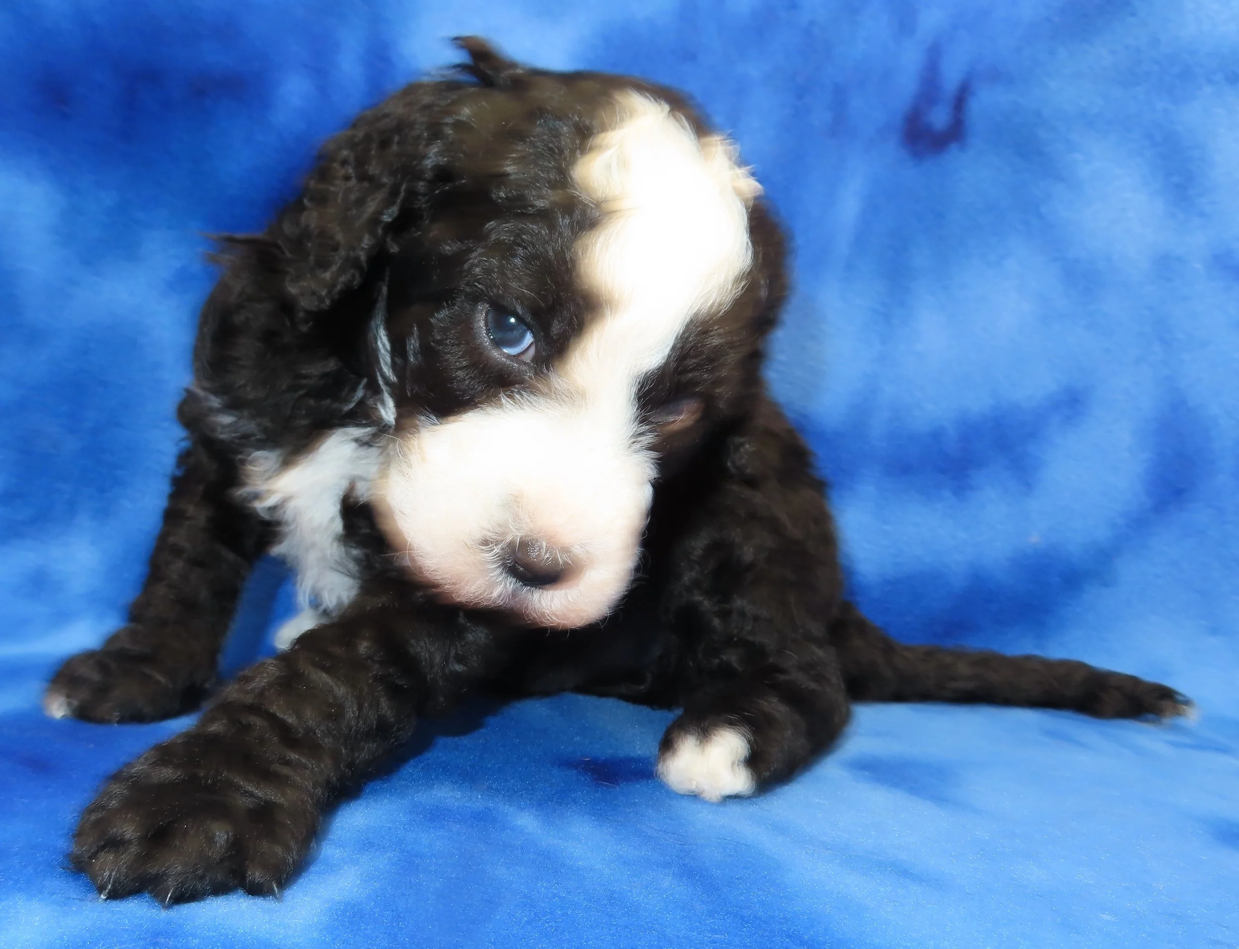 ARROW BROWN BOY- BLACK AND WHITE PHANTOM BERNEDOODLE (~28-38 LBS) $2,800