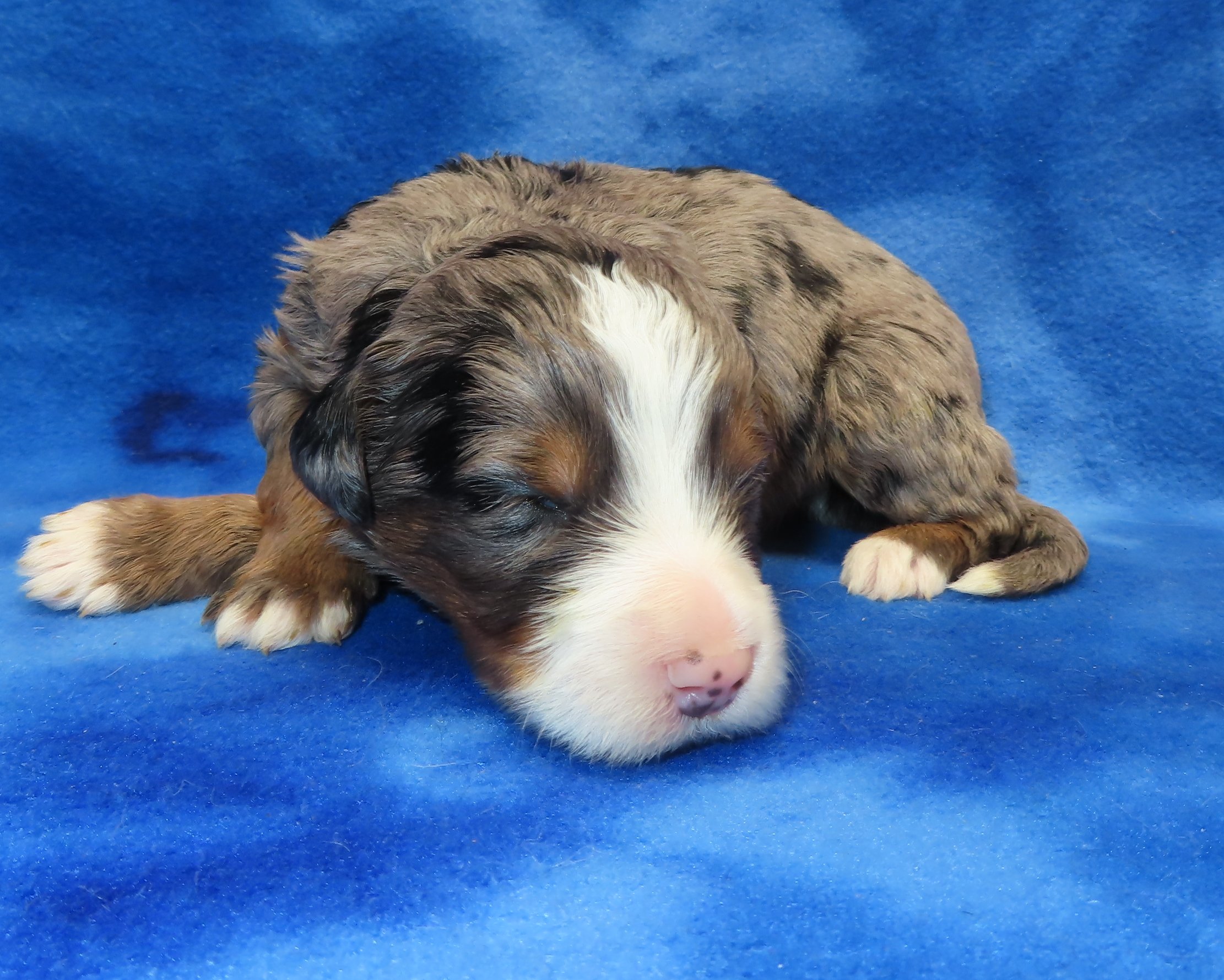 TIFFANY BROWN BOY- BLUE MERLE TRICOLOR (MOYEN/SMALL STANDARD) $2,500