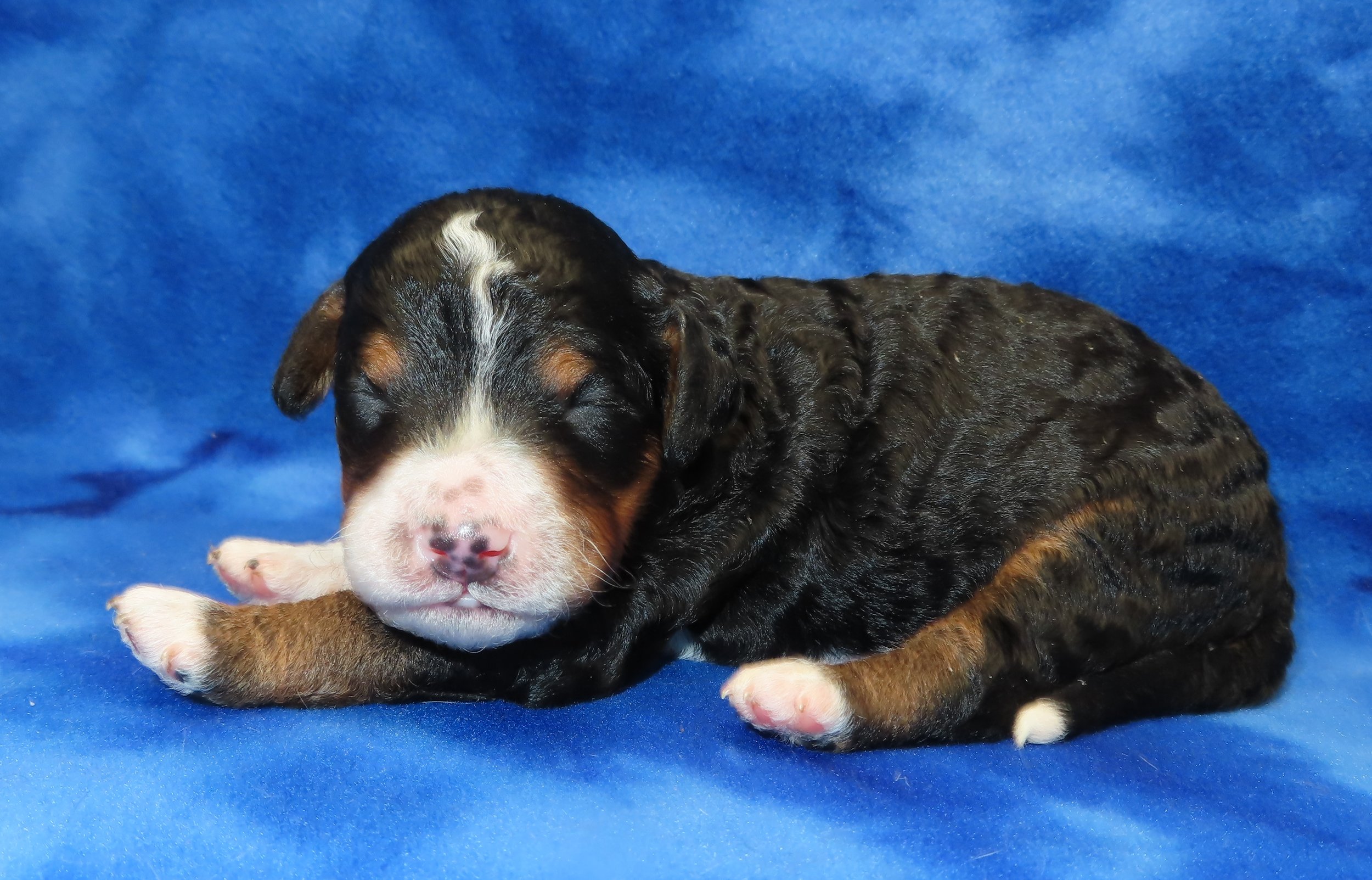 STORM TAN BOY- TRADITIONAL TRICOLOR BERNEDOODLE (~32-38 LBS) $2,800
