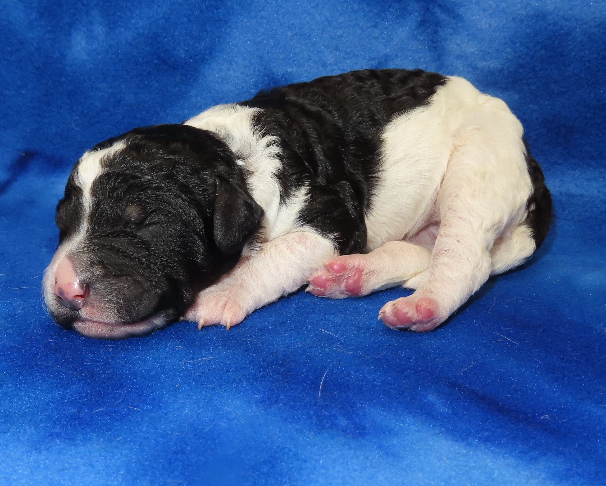 ARROW YELLOW GIRL- BLACK AND WHITE PARTI BERNEDOODLE (~28-38 LBS) $2,800