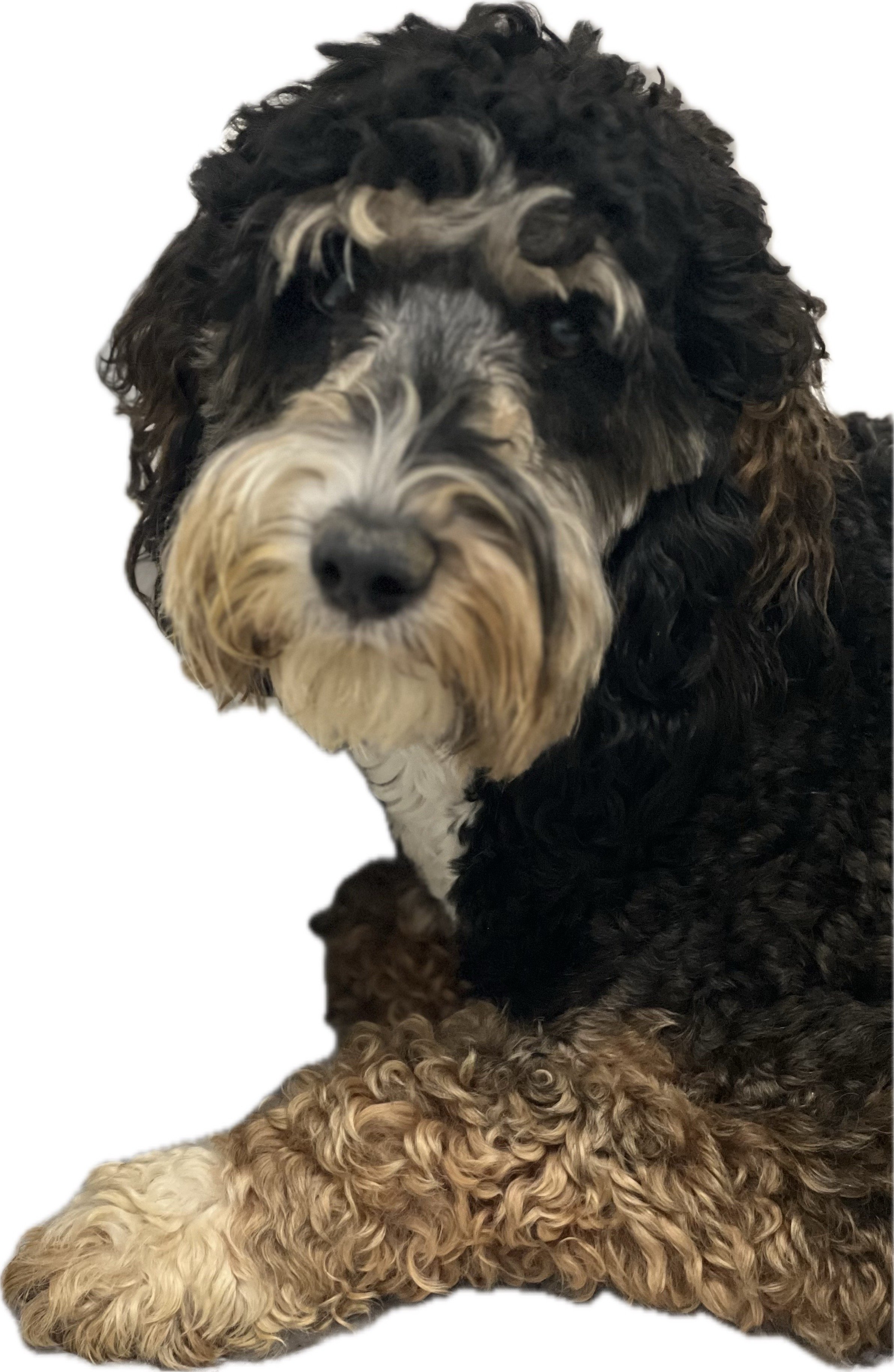 ROANA- SABLE TRICOLOR BERNEDOODLE- 30 LBS- DOB 12/15/22- SPAYED- READY AFTER JULY 18TH