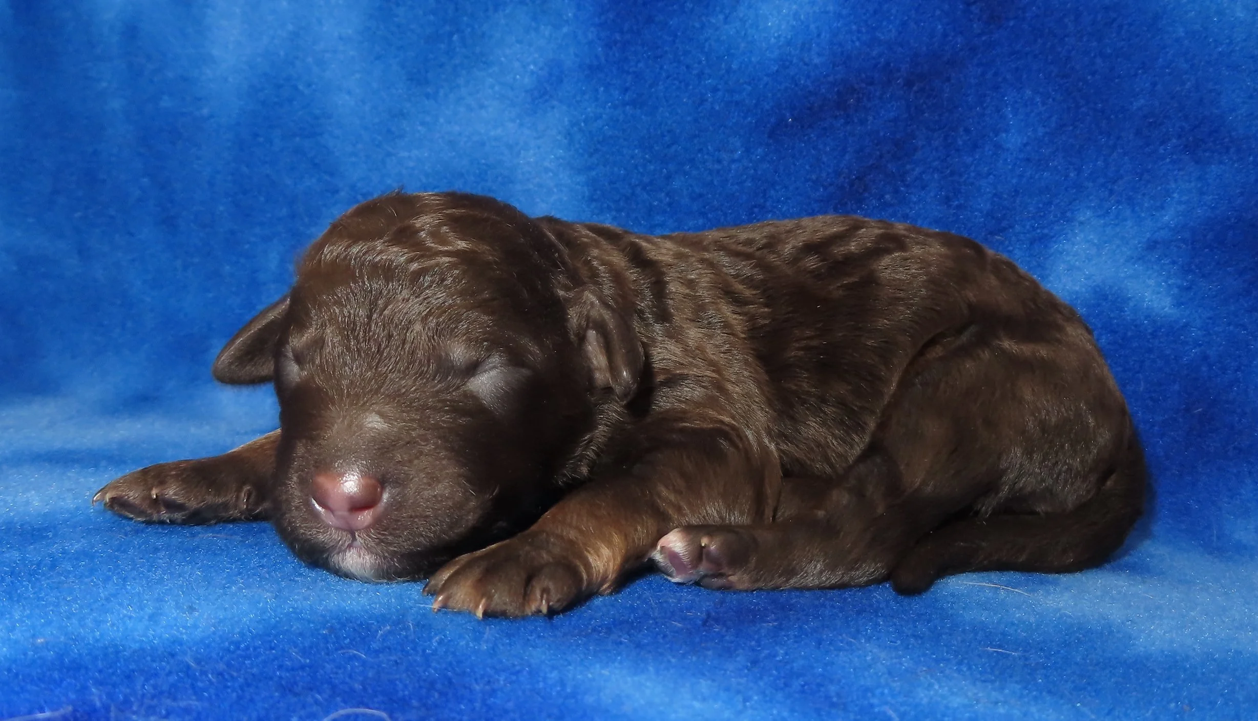 PEPPER PURPLE GIRL-CHOCOLATE BICOLOR MINI BERNEDOODLE- $2,800